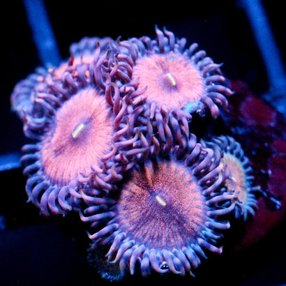 JC Amber Bliss Zoanthid