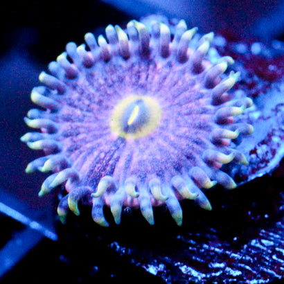 JC Pink Lemonade Zoanthid