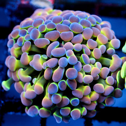 SBB Ultra Hologram Hammer