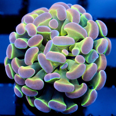 JC Ultra Hologram Hammer