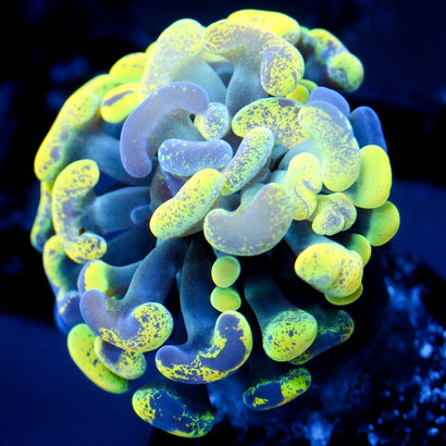 JC Yellow Splatter Hammer