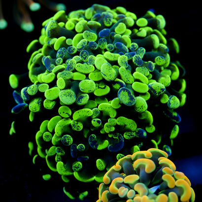 JC Ultra Splatter Hammer