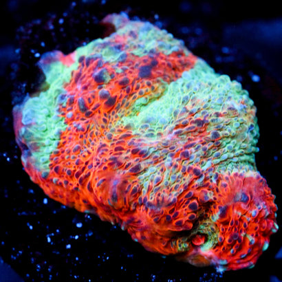 JC Blue breath Chalice