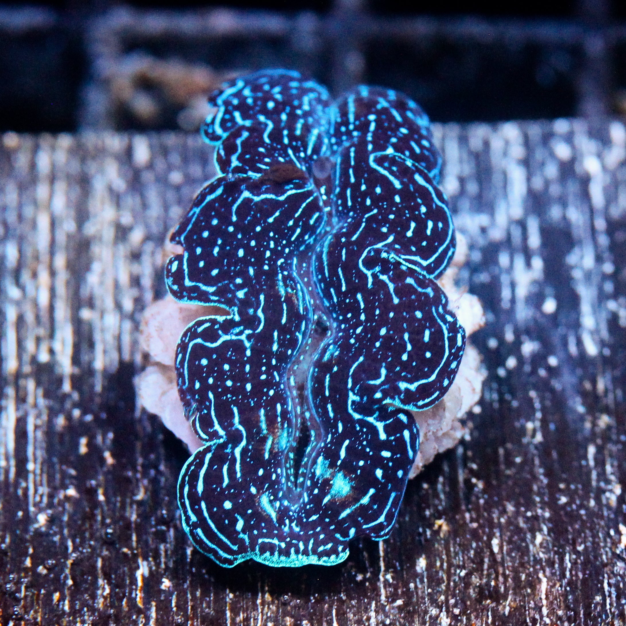 JC Biota Aquacultured Starlight Crocea