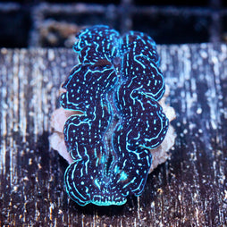 JC Biota Aquacultured Starlight Crocea