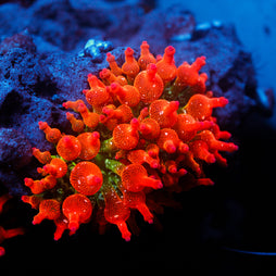 JC Ultra Speckled Bubble Tip Anemone