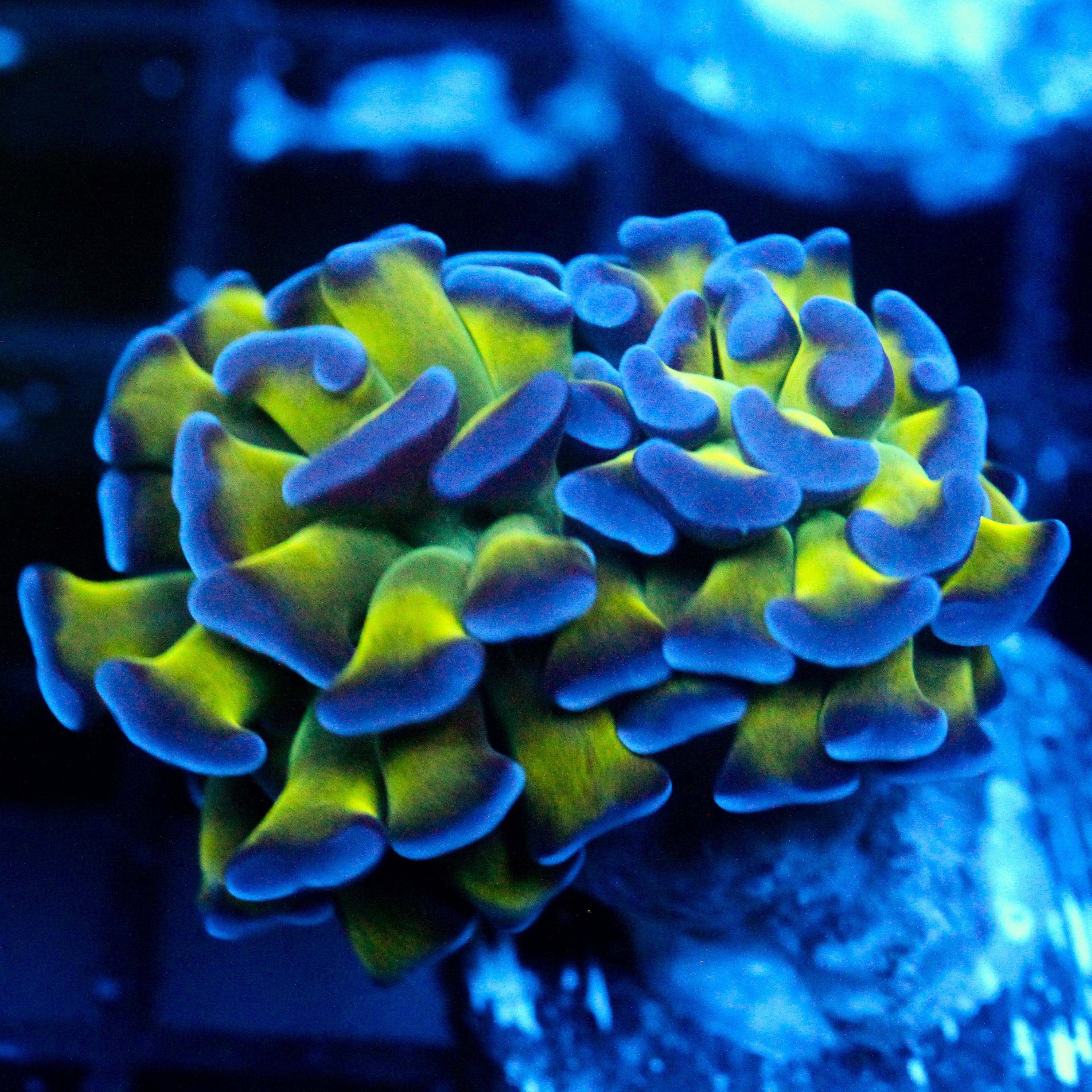 JC Bright One Hammer