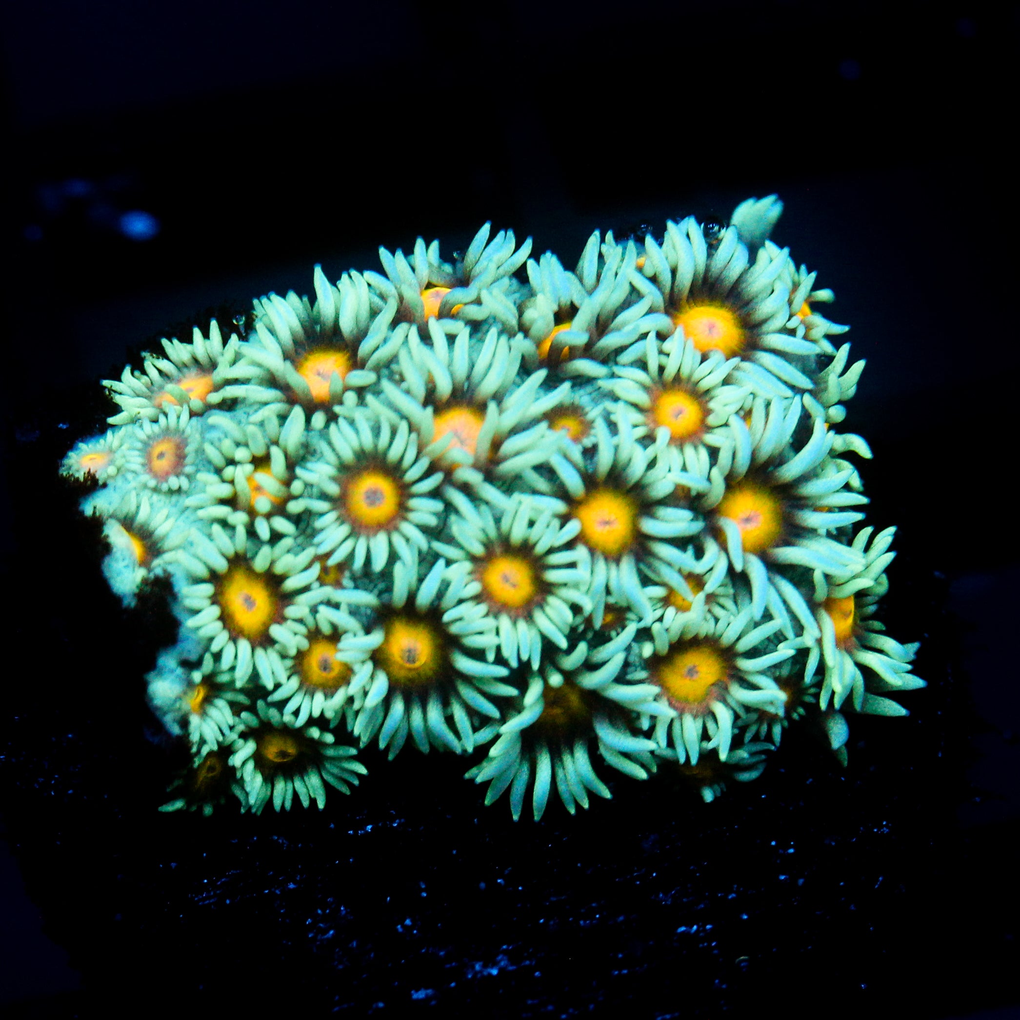 JC Sunflower Goni