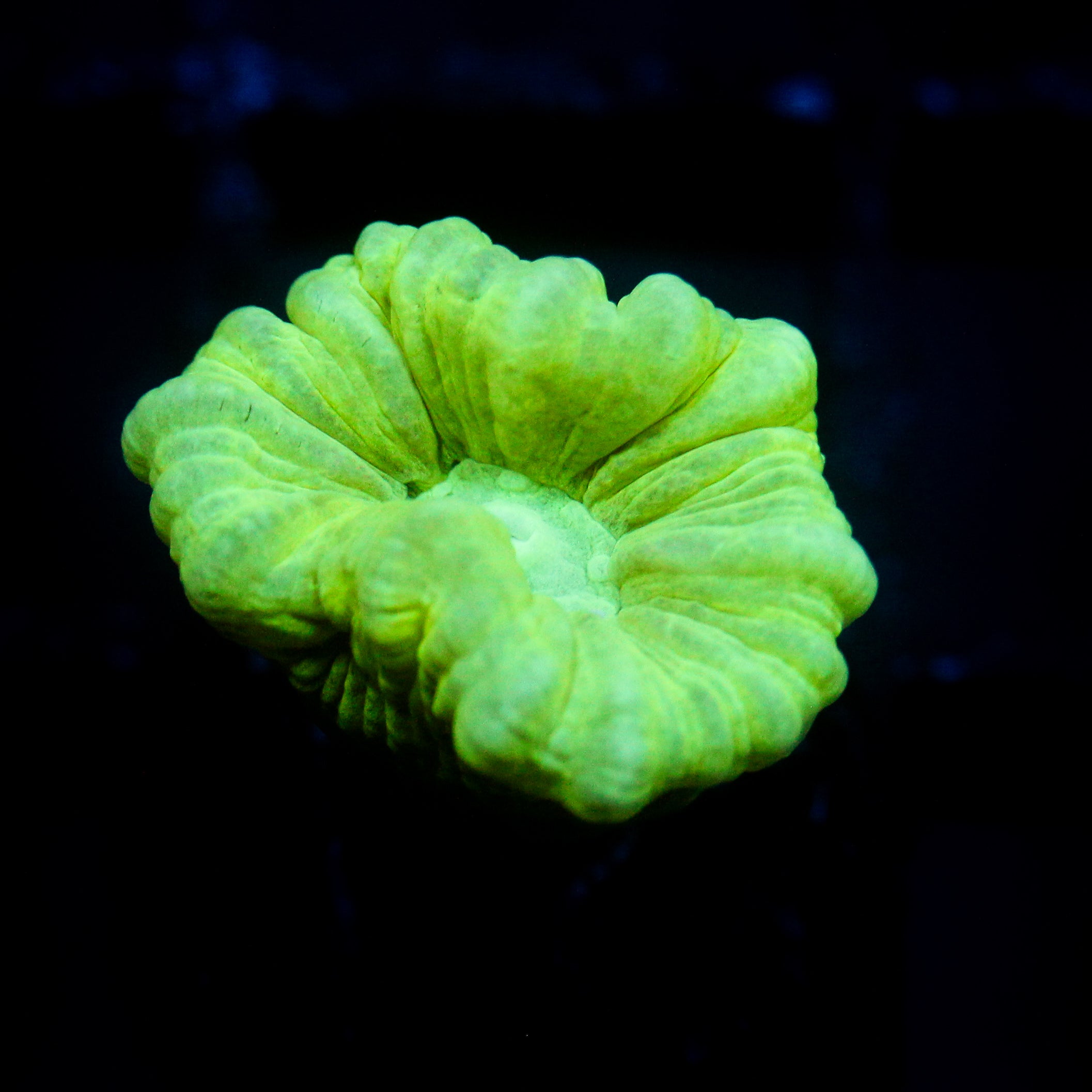 JC Neon Green Trumpet