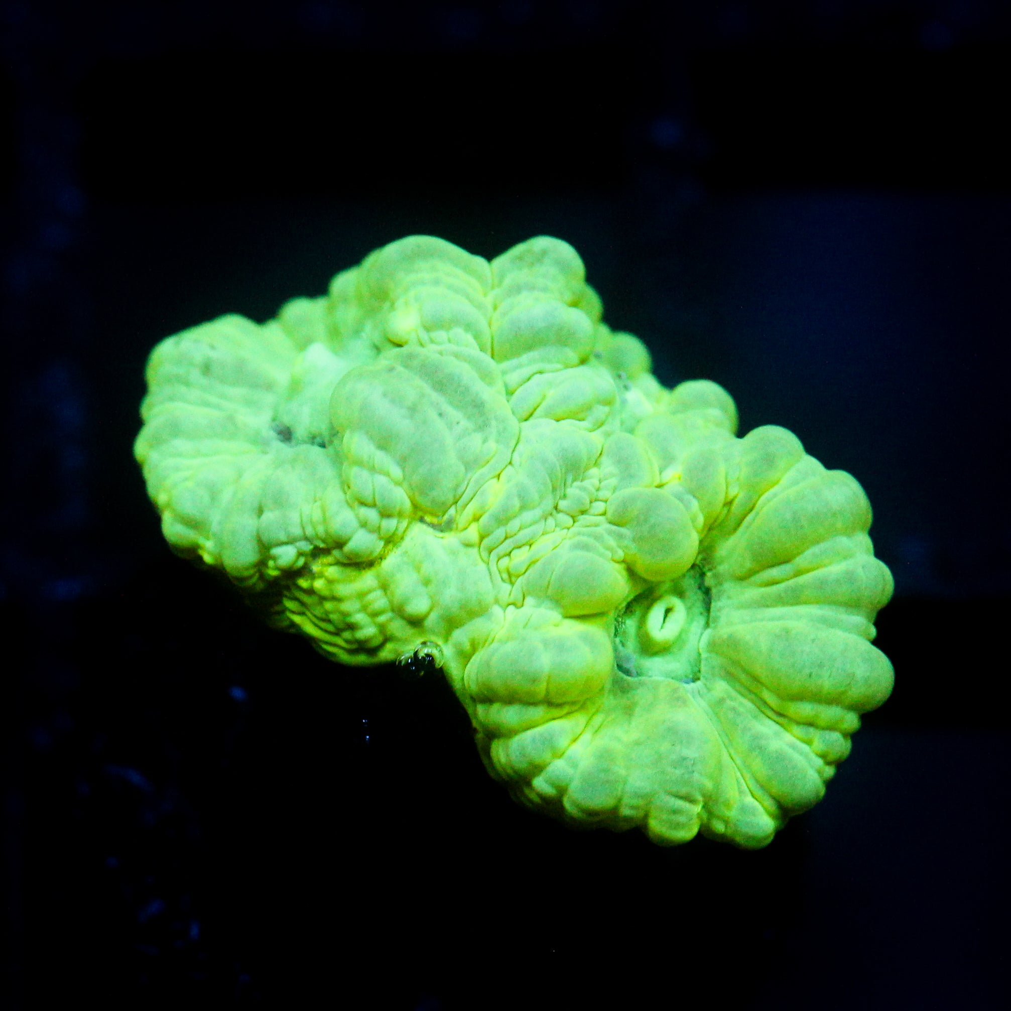 JC Neon Green Trumpet