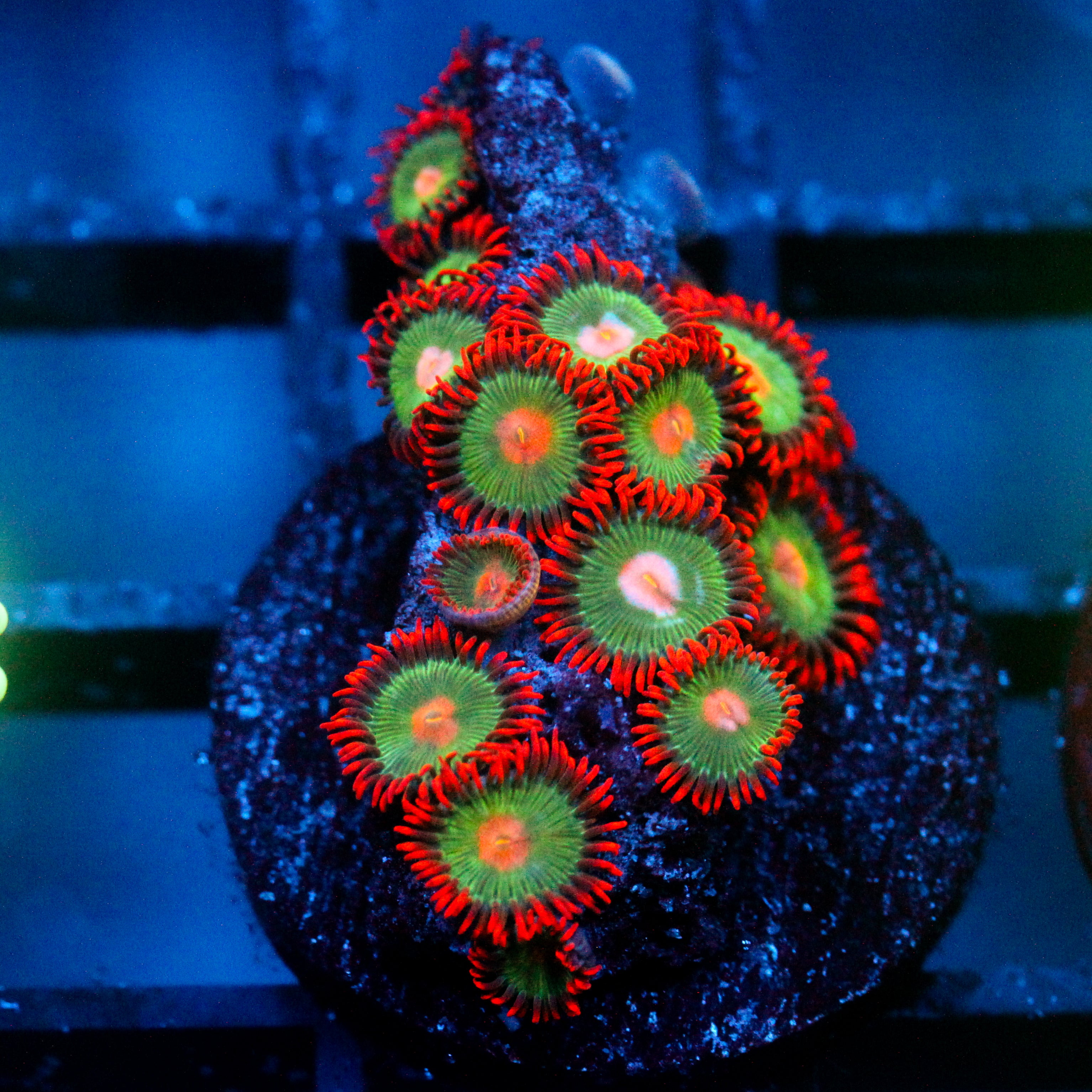 JC Gatorade Zoanthids