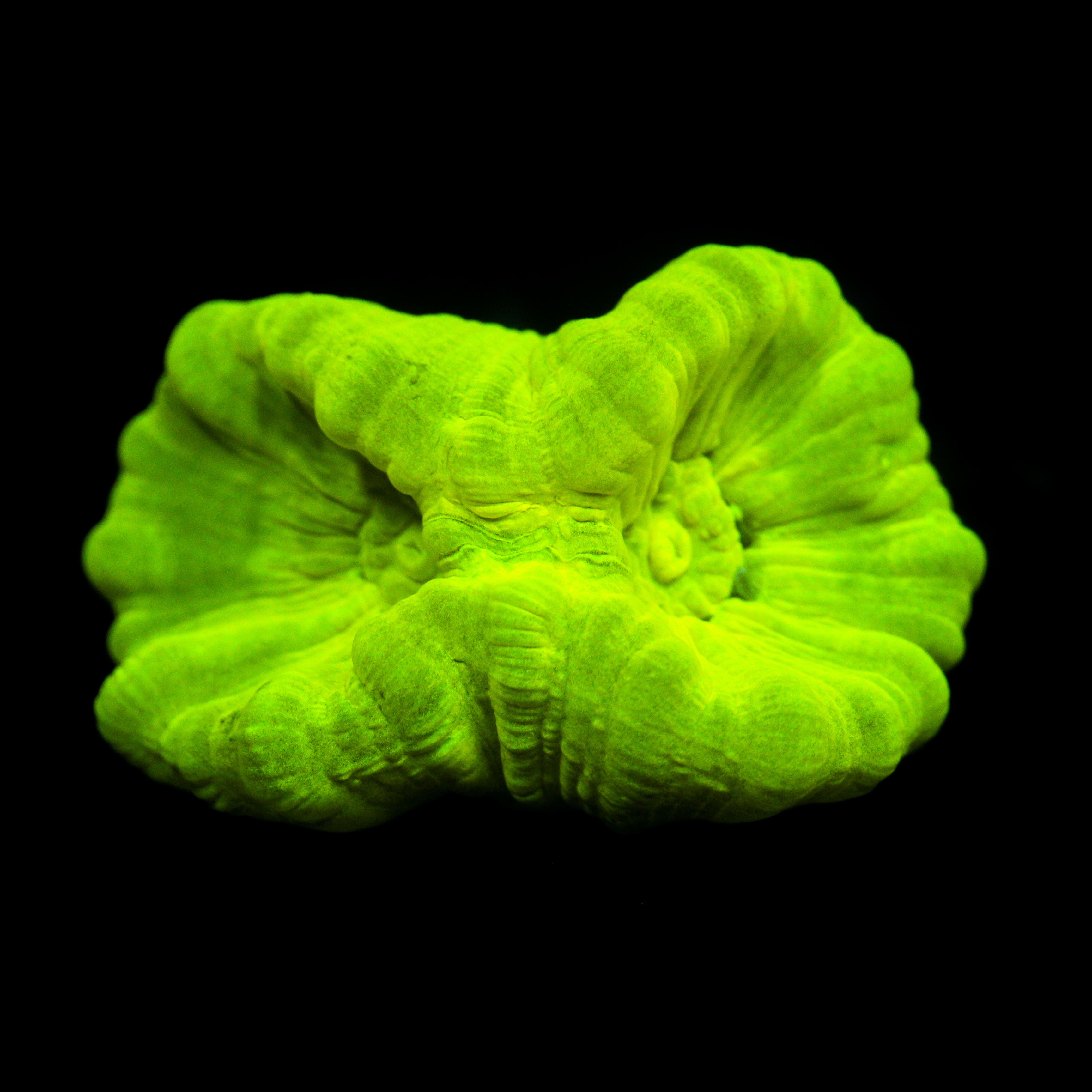 JC Neon Green Trumpet