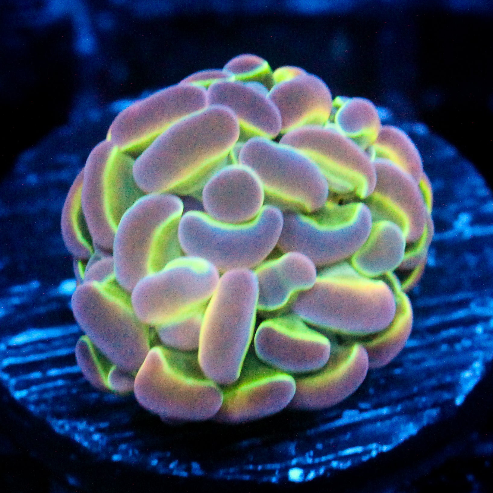 JC Ultra Hologram Hammer