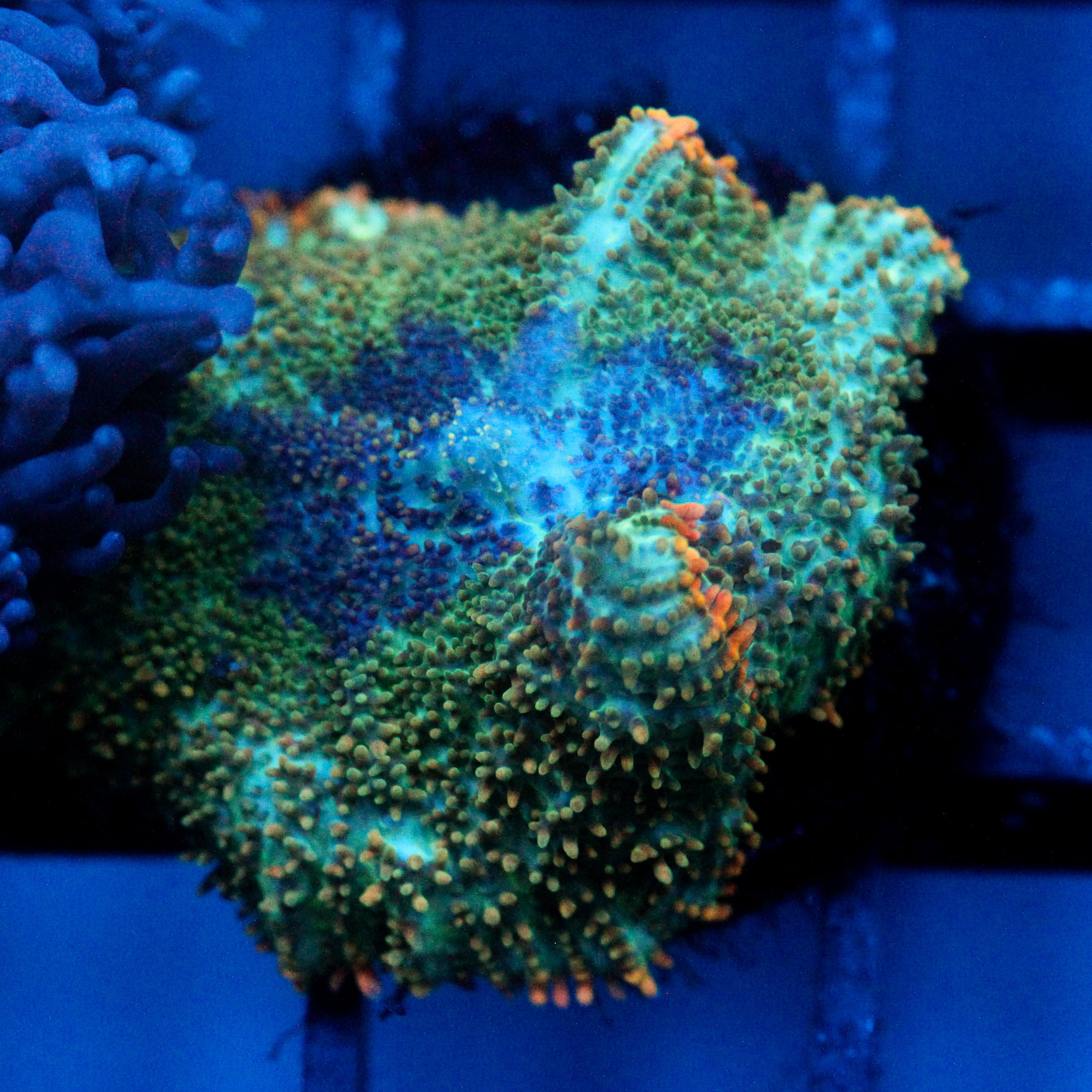 JC Cuprum Calamity Rhodactis