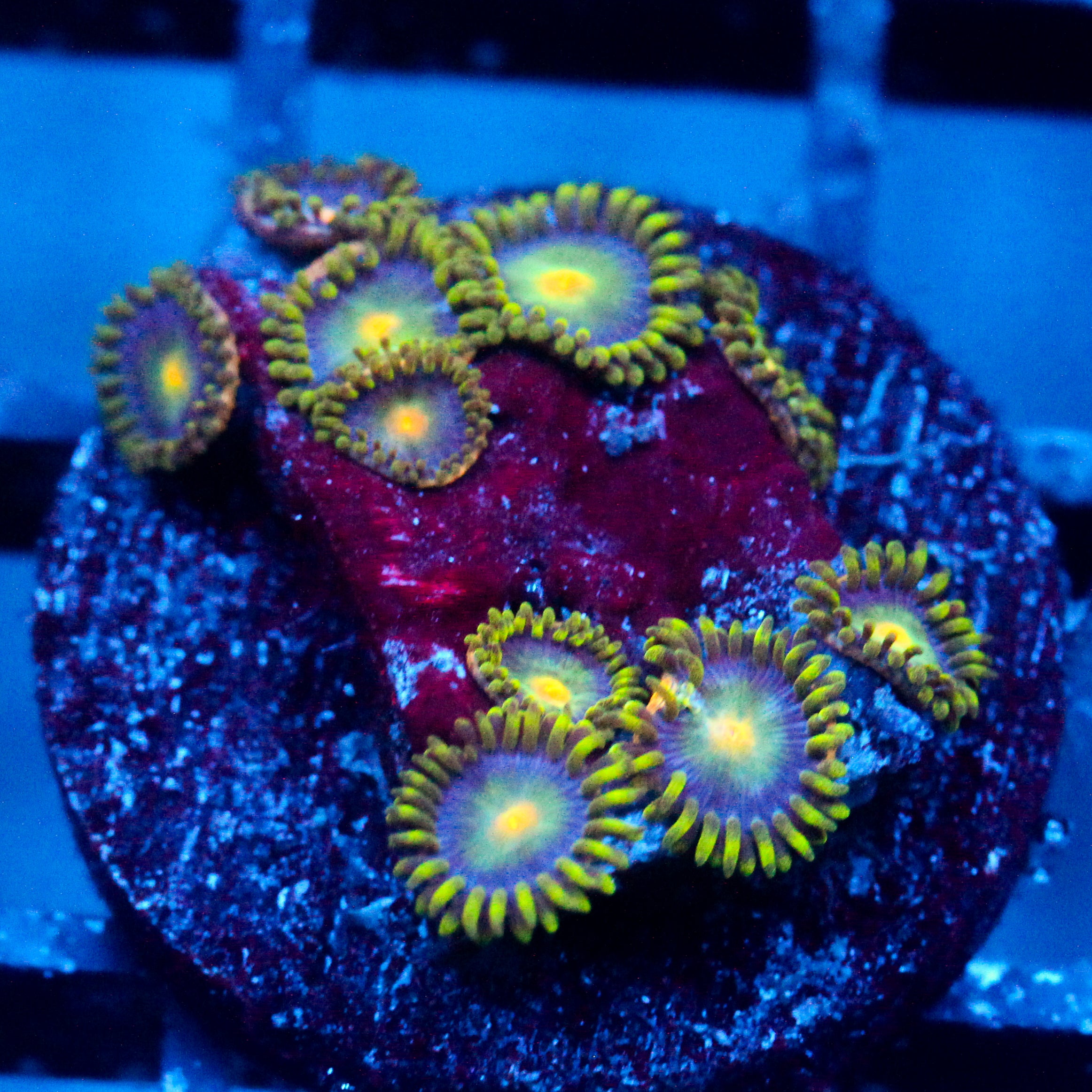 JC Gold Gobbler Zoanthid