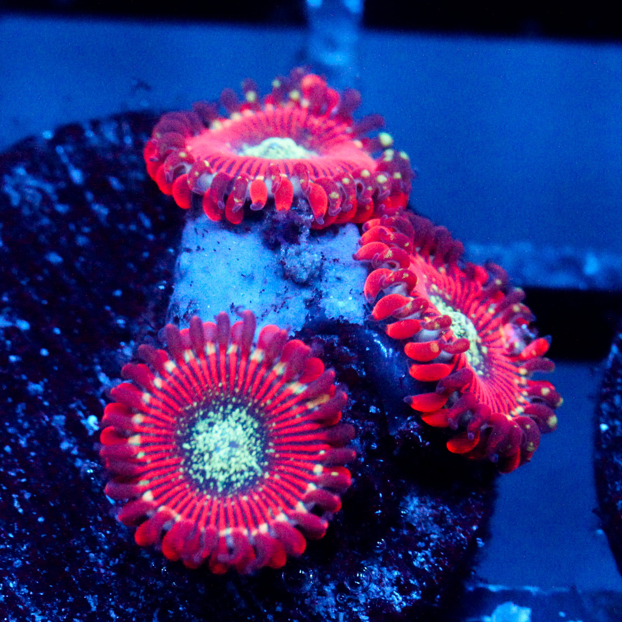 JC Magician's Zoanthid