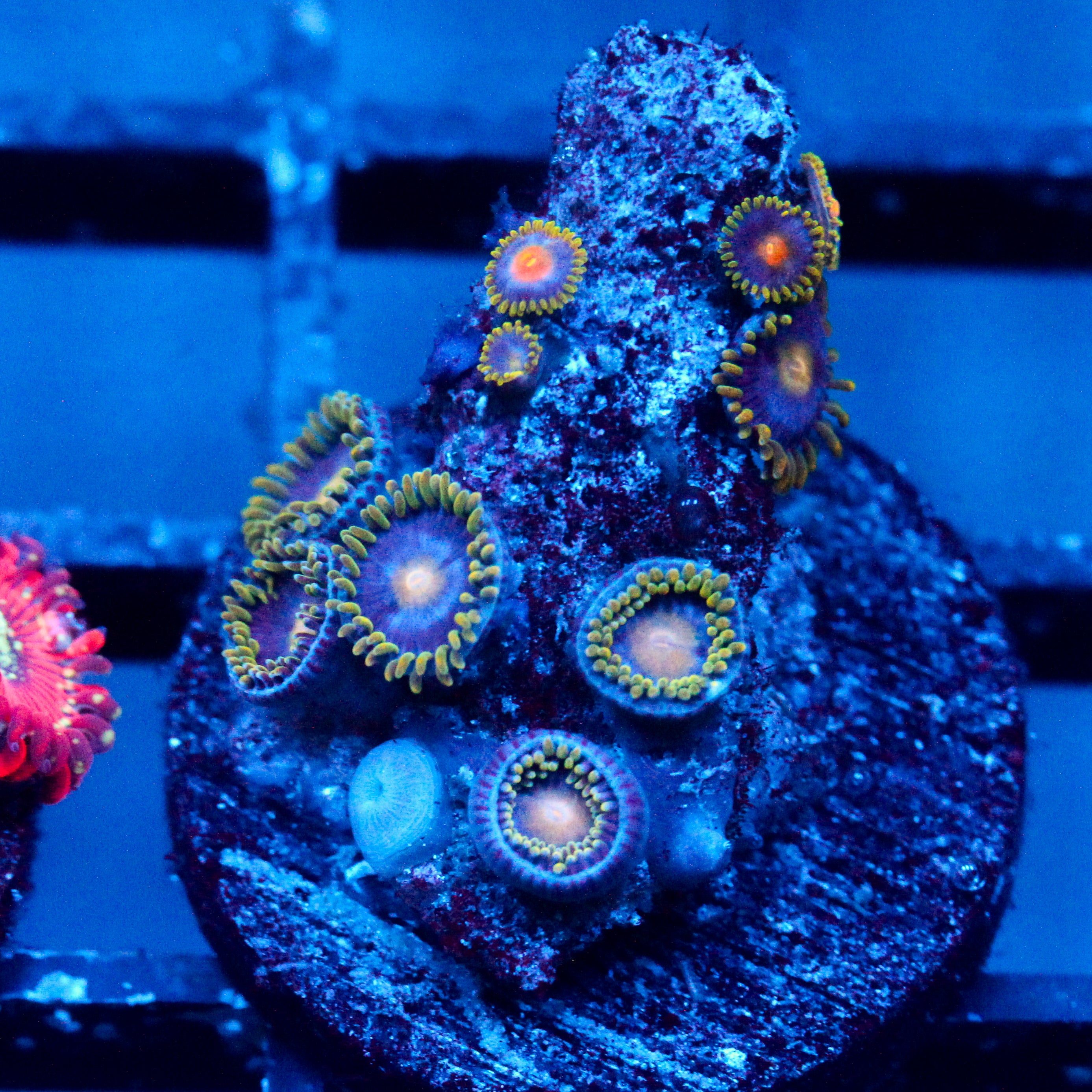 JC Gold Gobbler Zoanthid