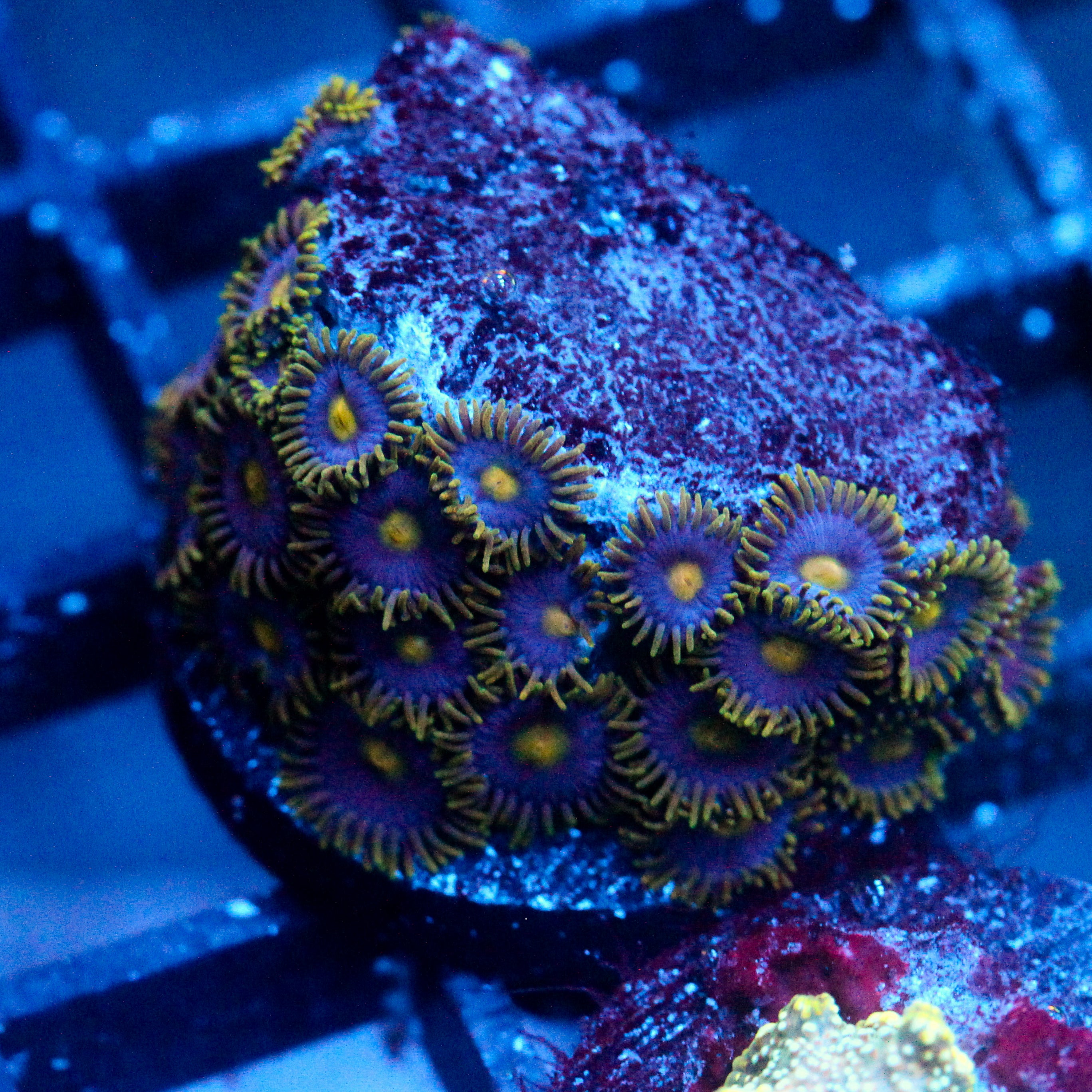 JC Gold Burn Zoanthid