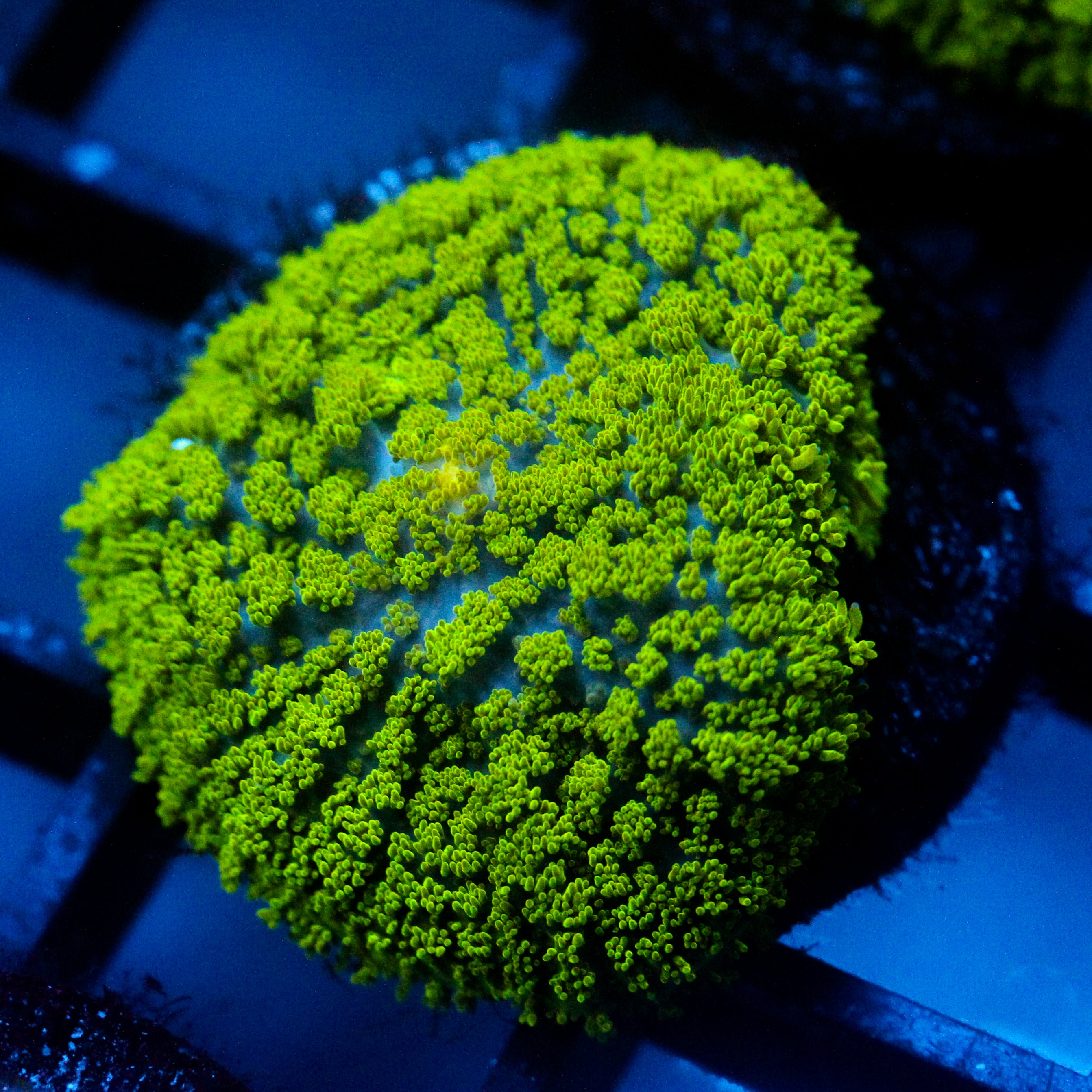 JC Neon Green Rhodactis