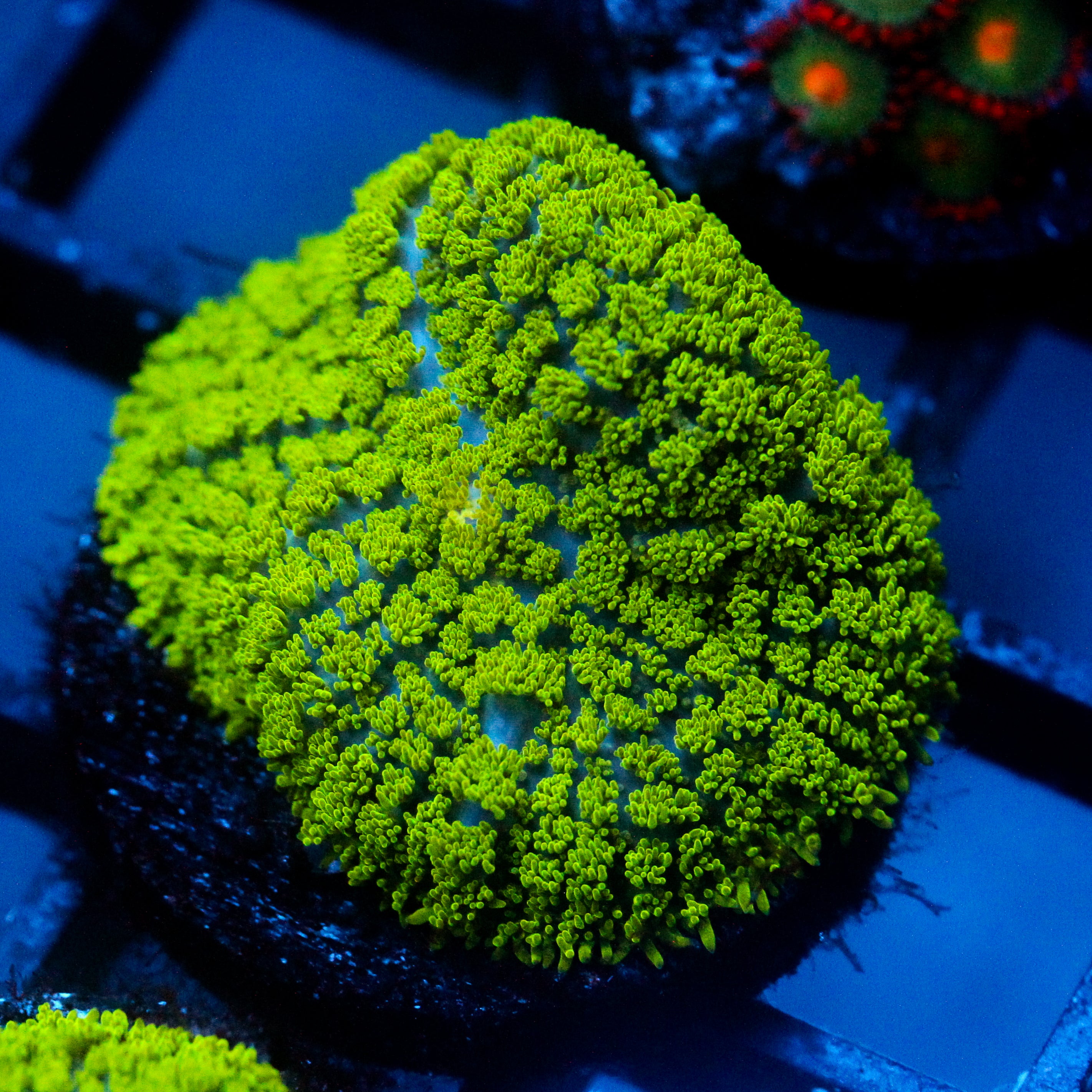 JC Neon Green Rhodactis