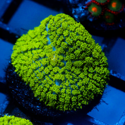 JC Neon Green Rhodactis