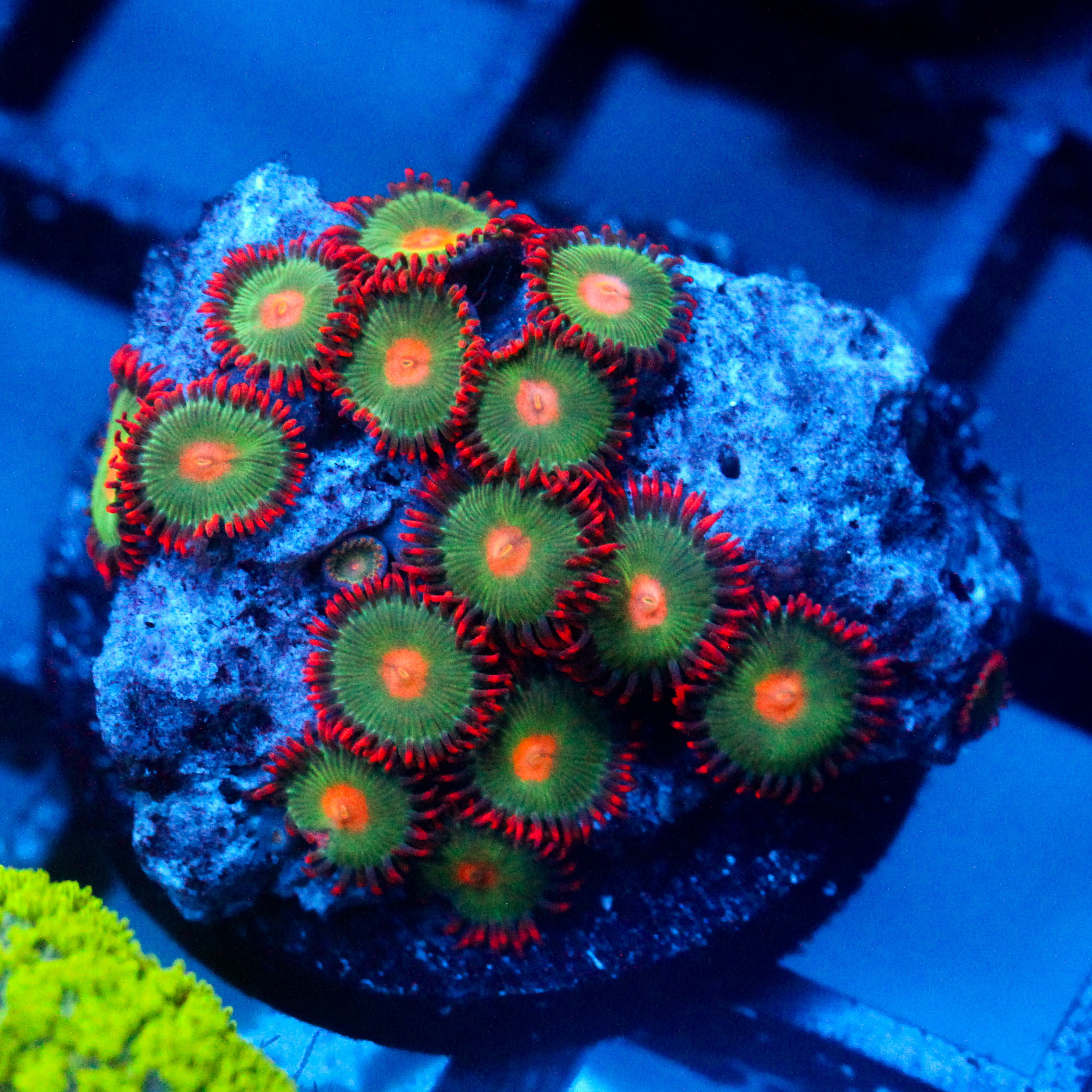 JC Gatorade Zoanthids