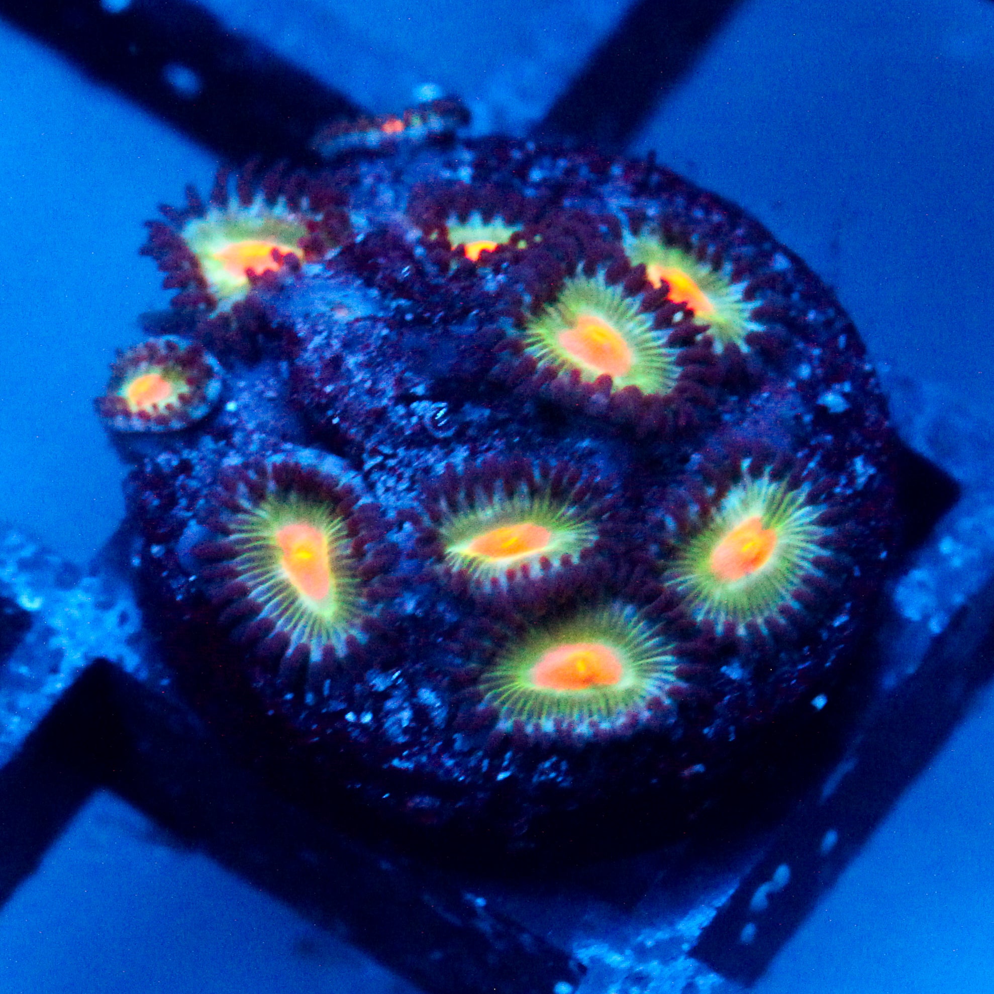 JC Blue Demon Zoanthid