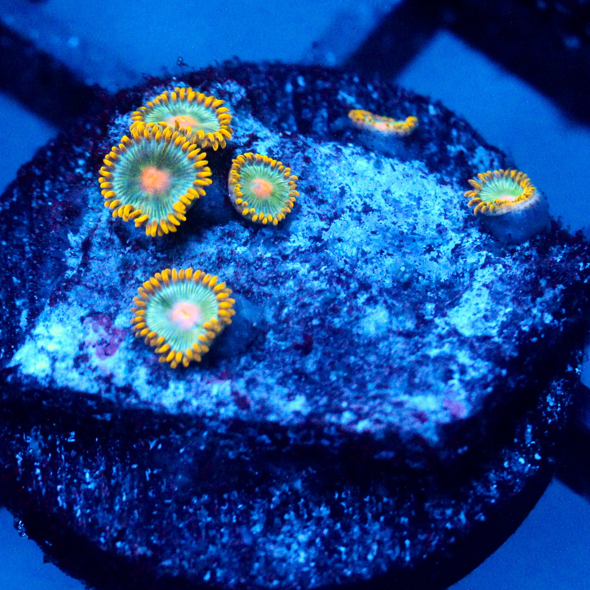 JC Saturn Zoanthid