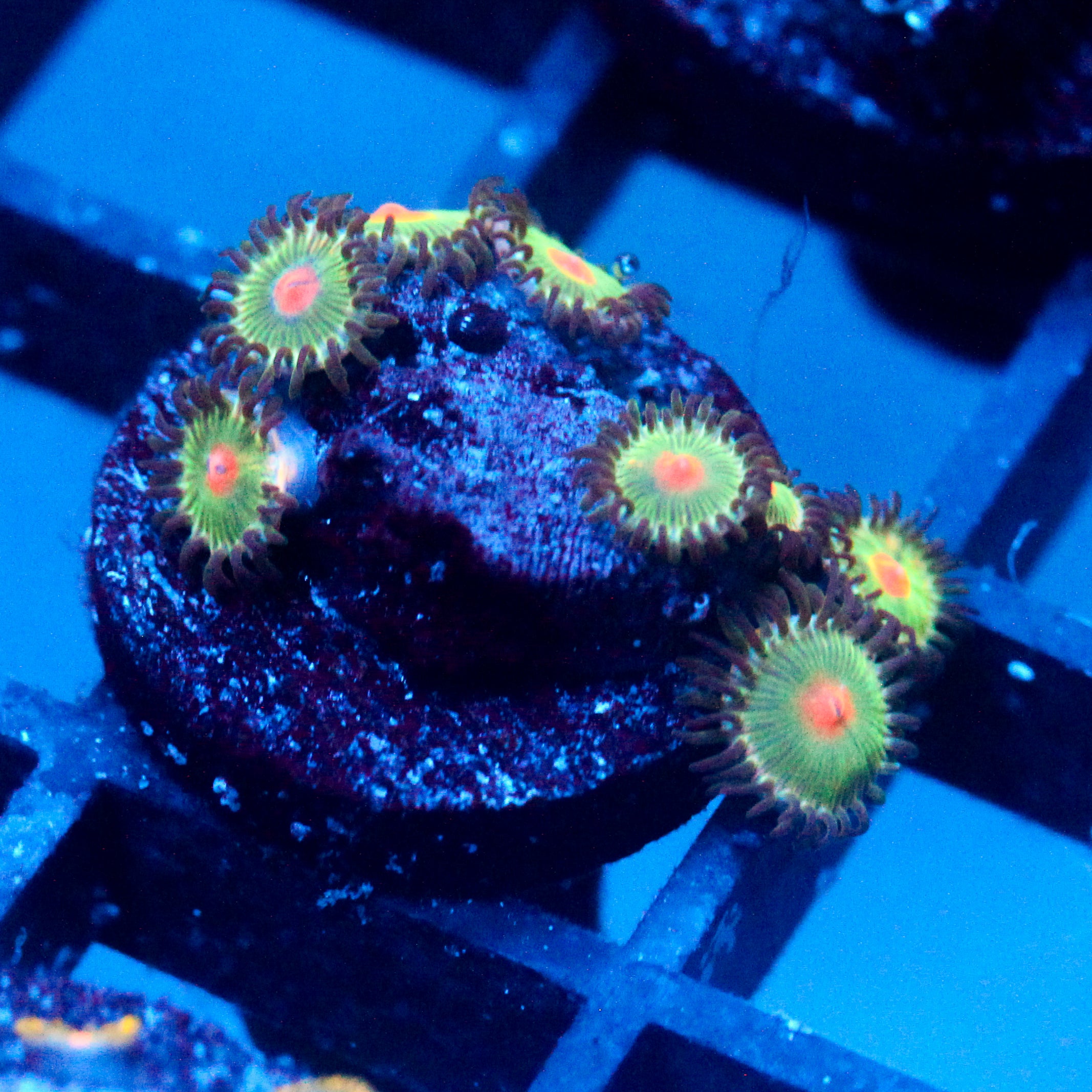 JC Alien Blood Zoanthid