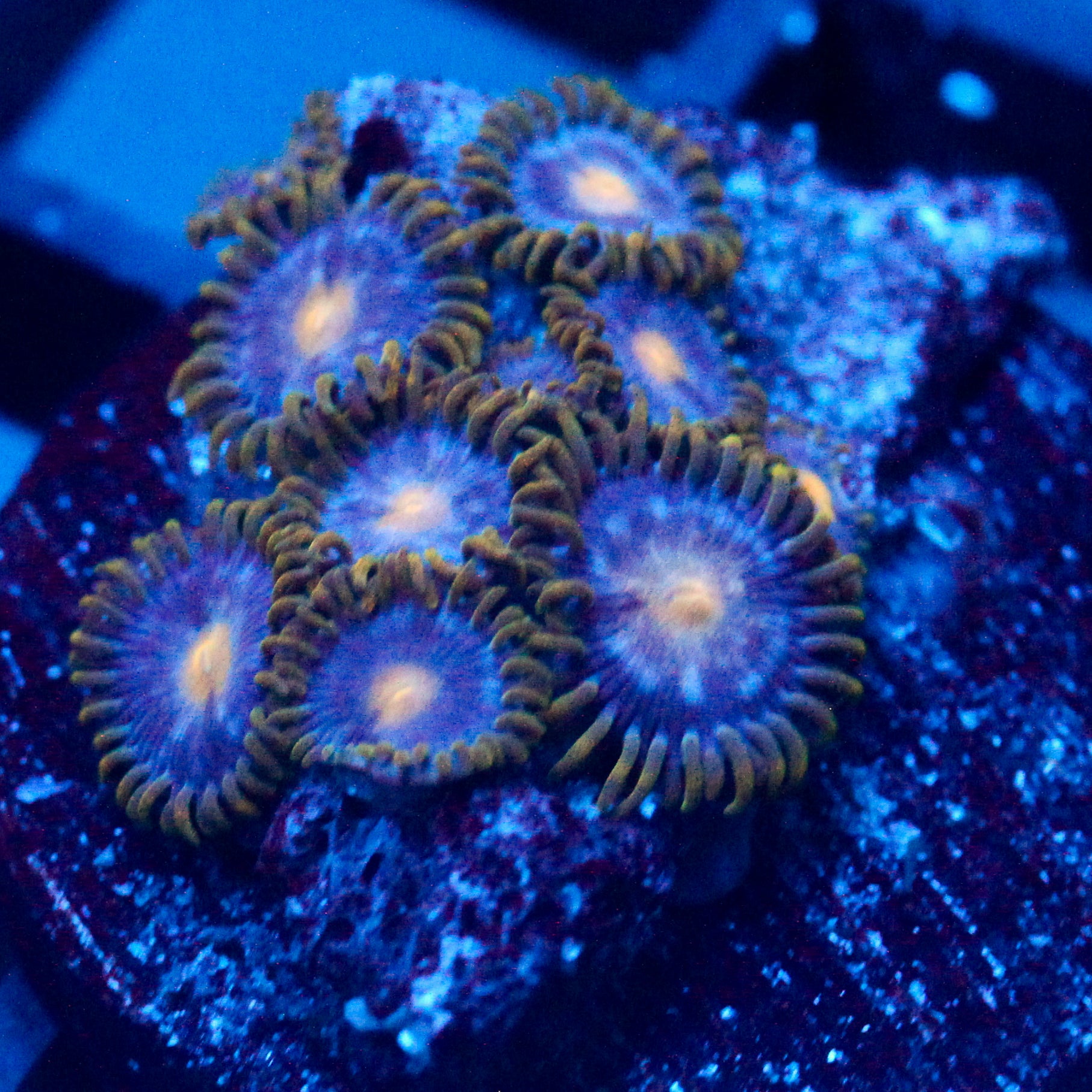 JC Gold Best Zoanthid