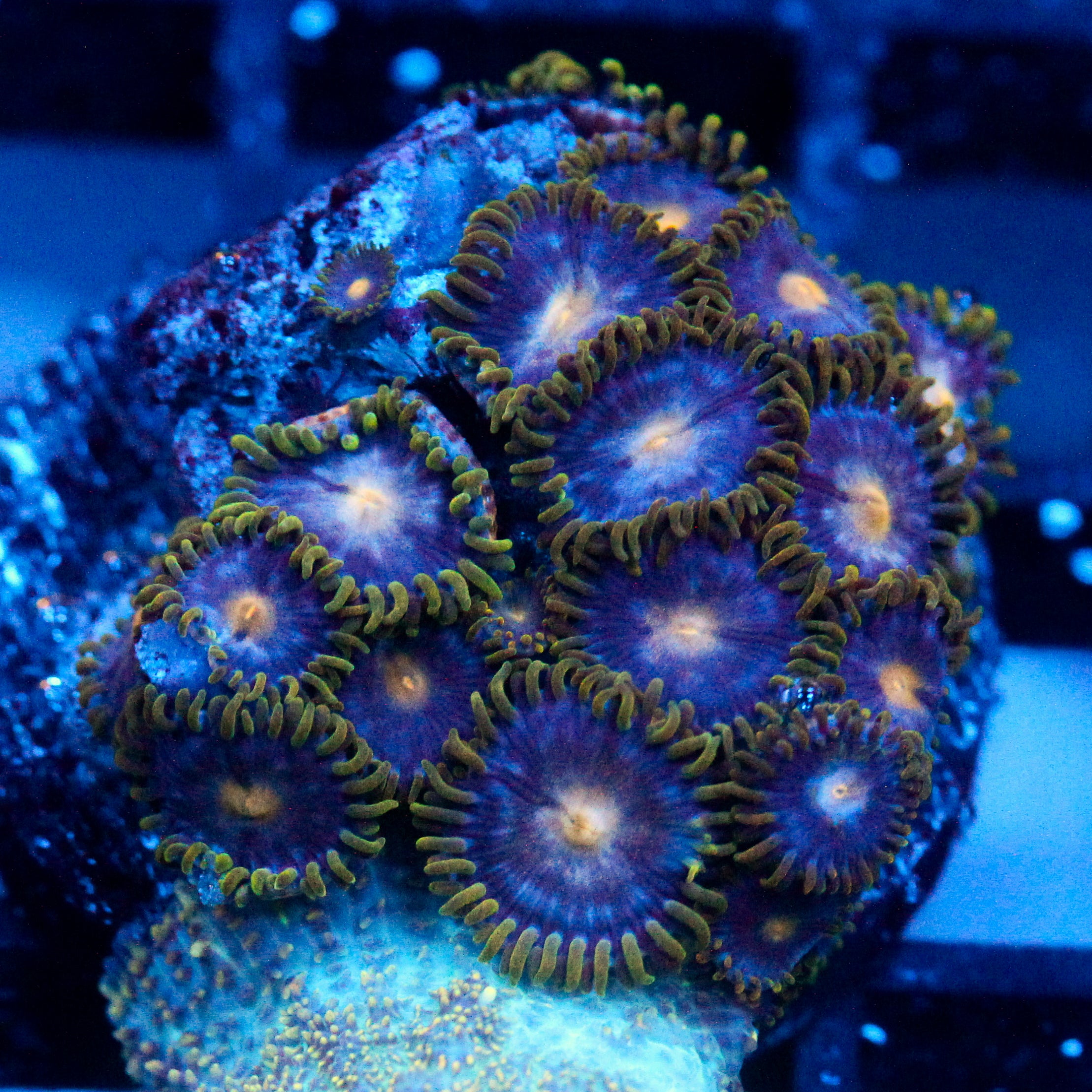 JC Gold Beast Zoanthid