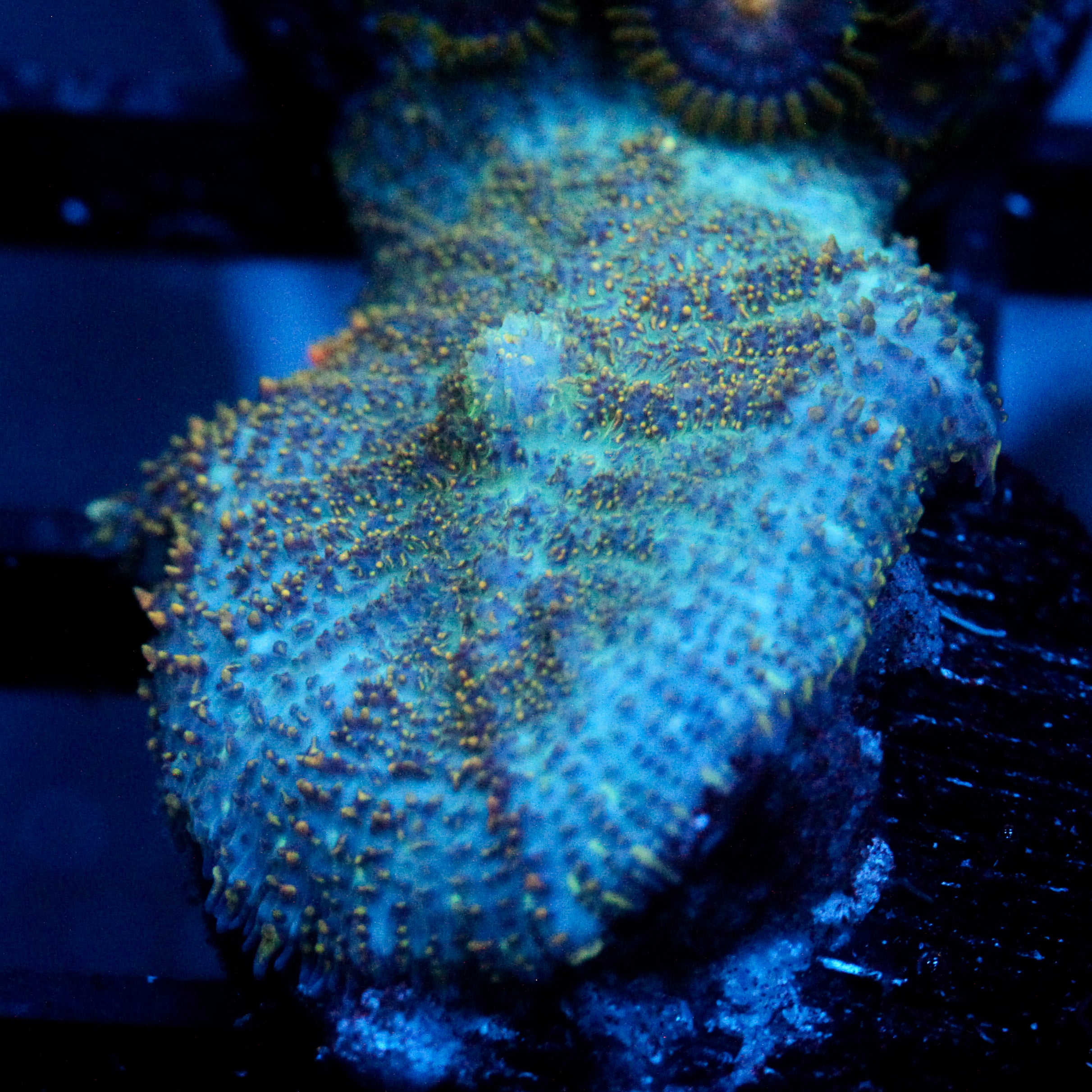 JC Cuprum Calamity Rhodactis