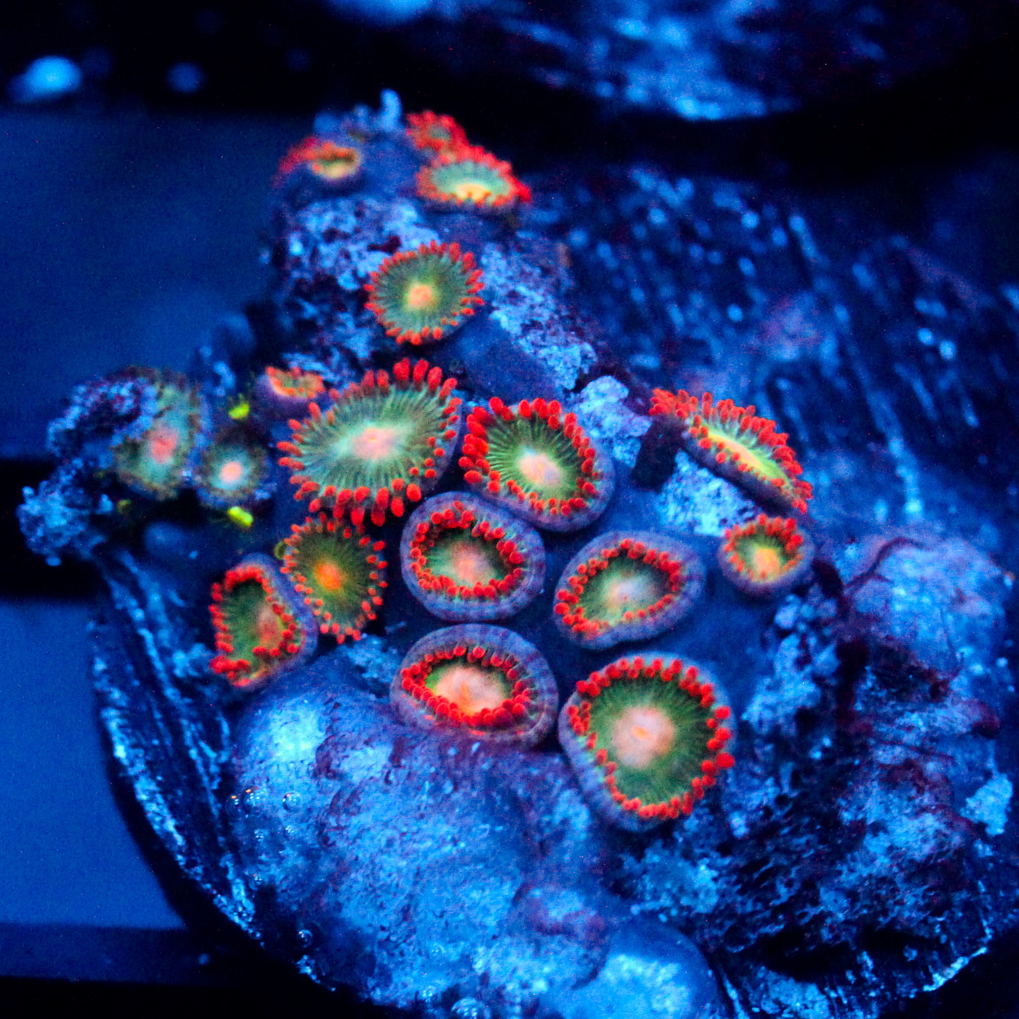 JC Zoa Garden Seed