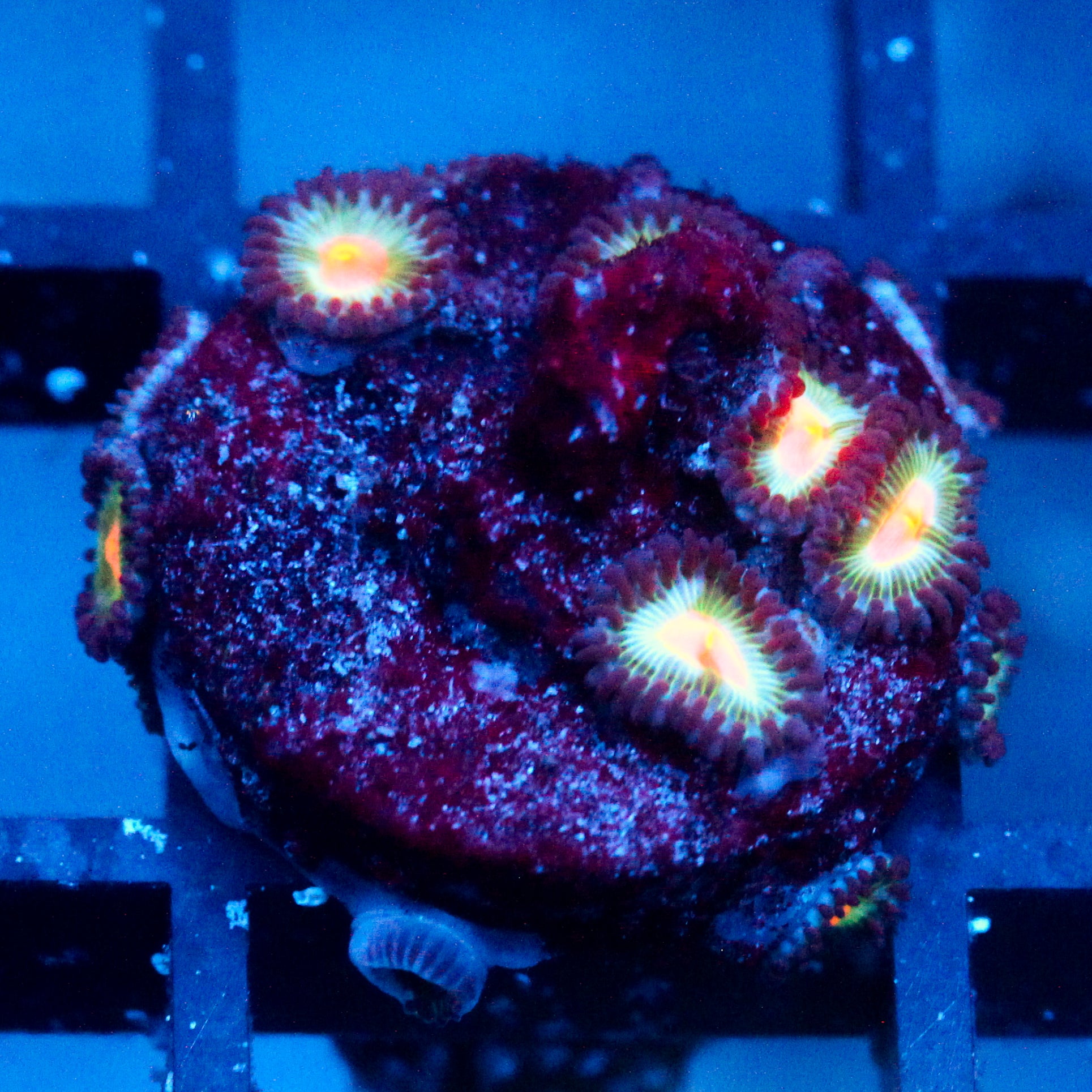 JC Blue Raven Zoanthid