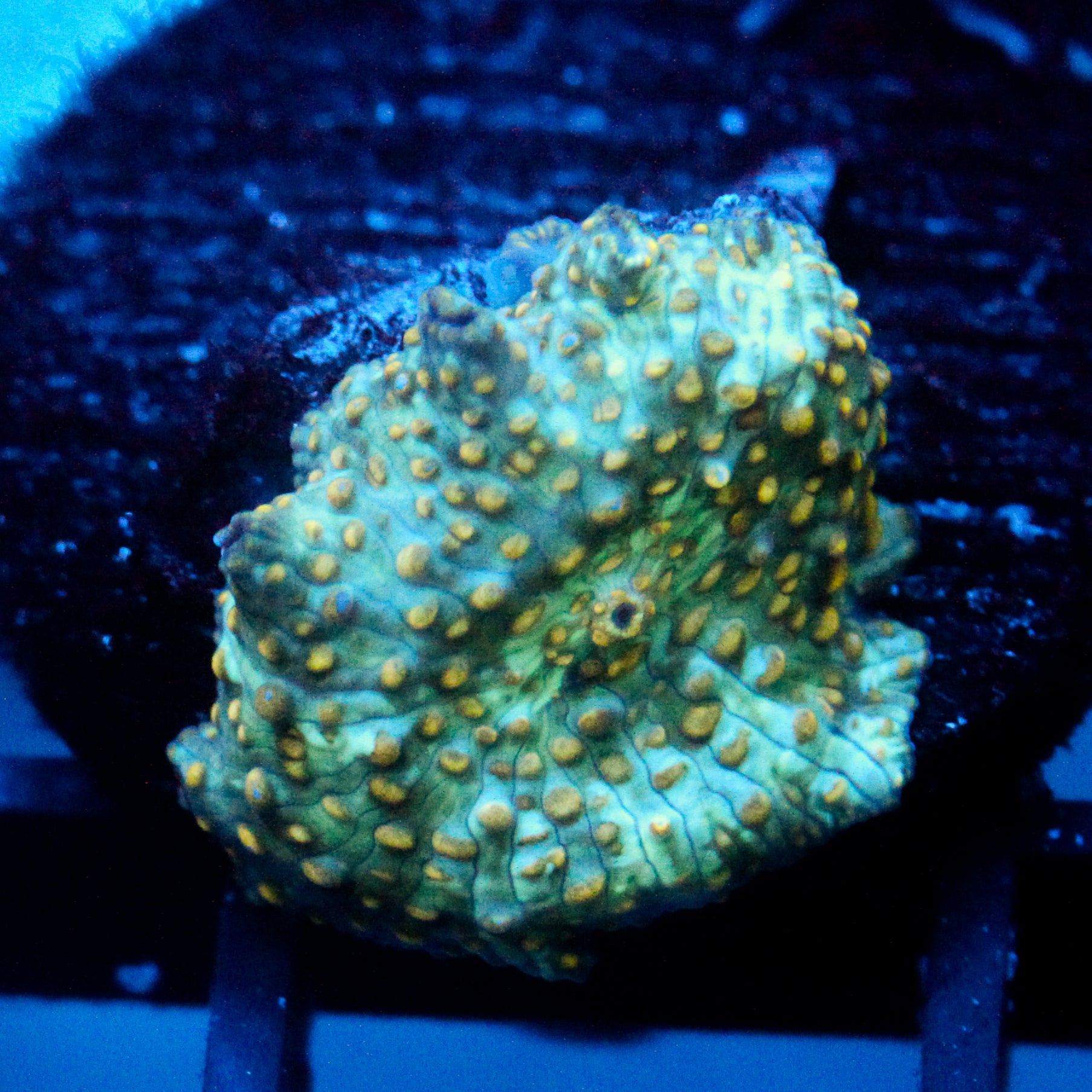 JC Firefly Discosoma