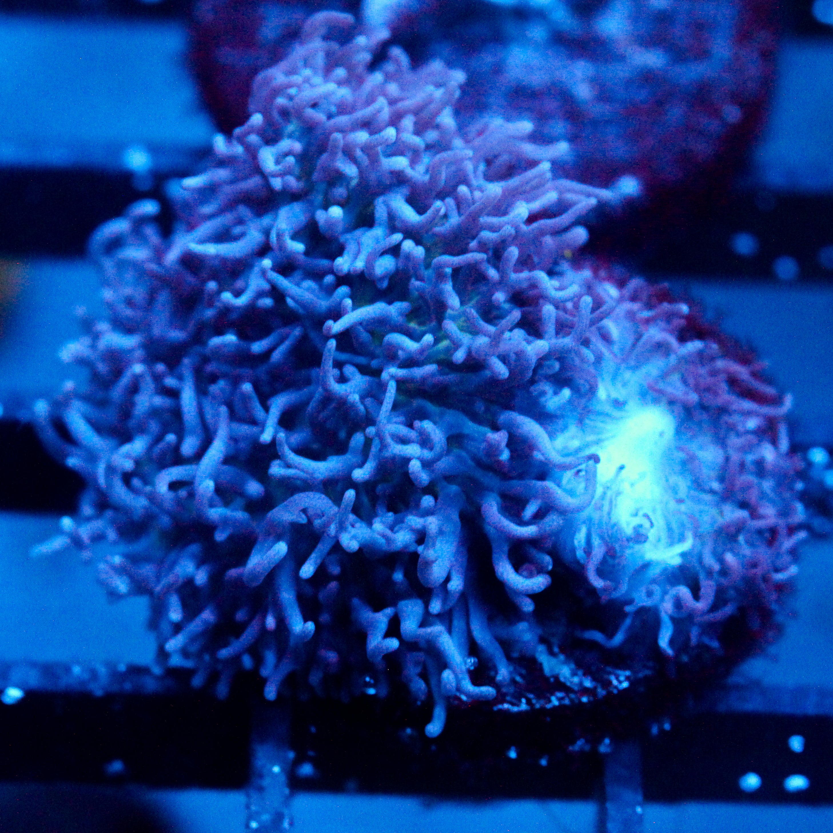 JC Fuzzy Mushroom