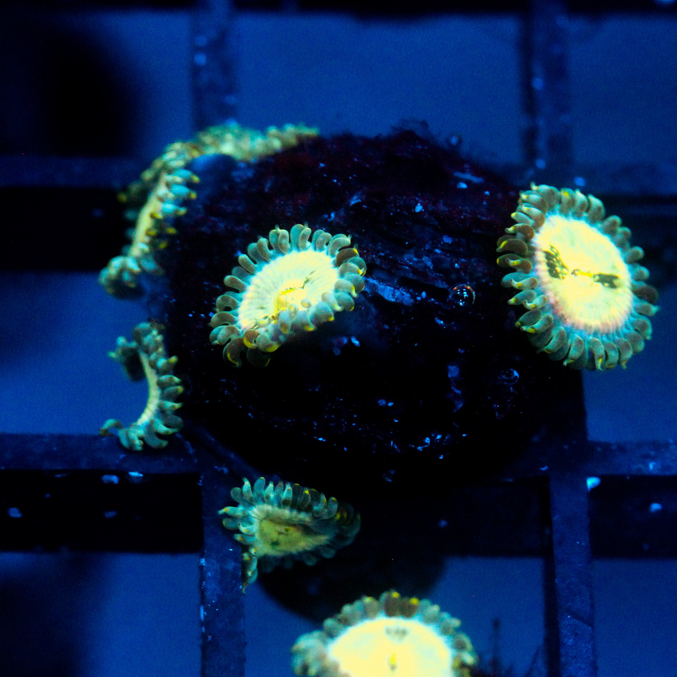 JC Hawaiian Ding Dang Zoanthid