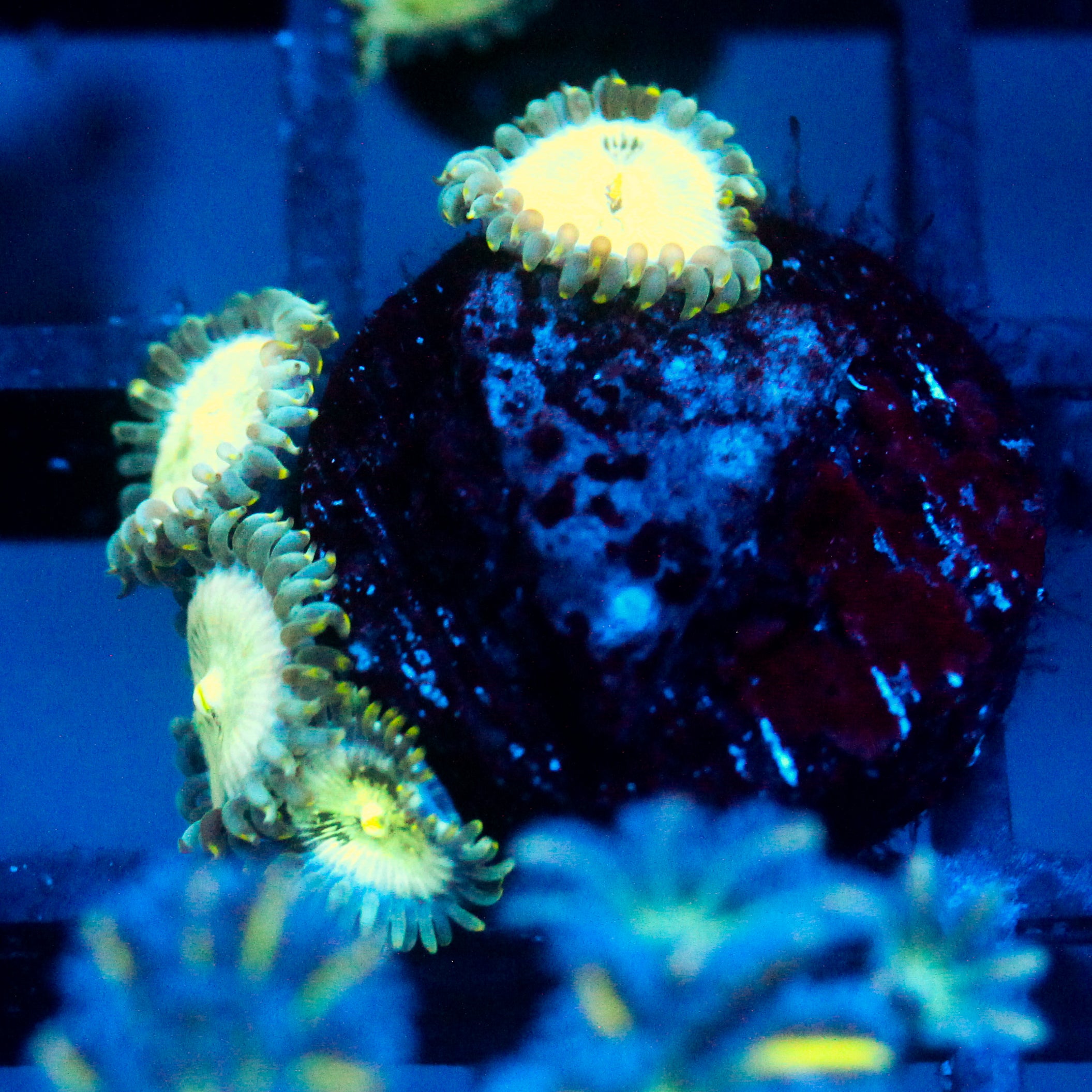 JC Hawaiian Ding Dang Zoanthid