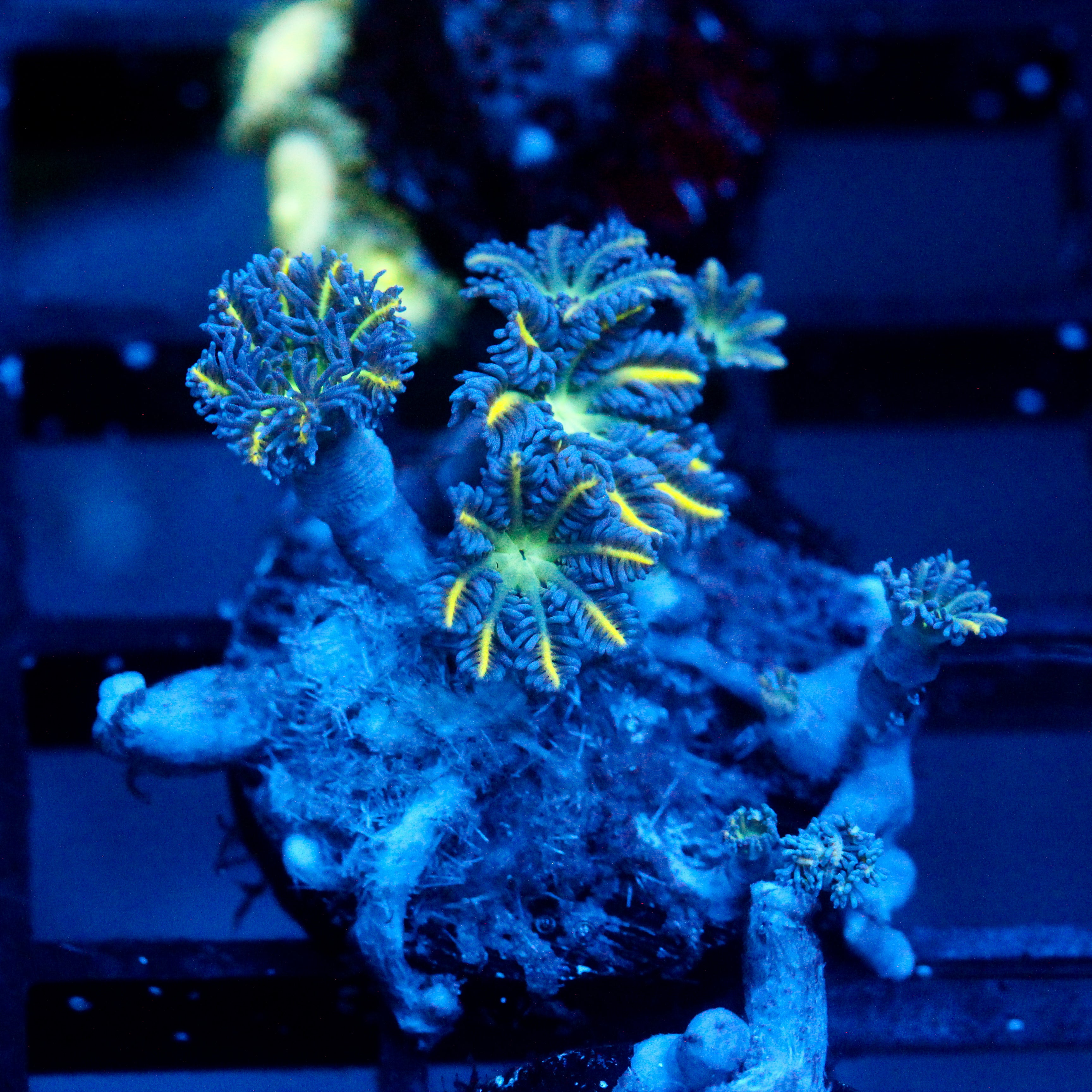 JC Yellow tip Clove Polyp
