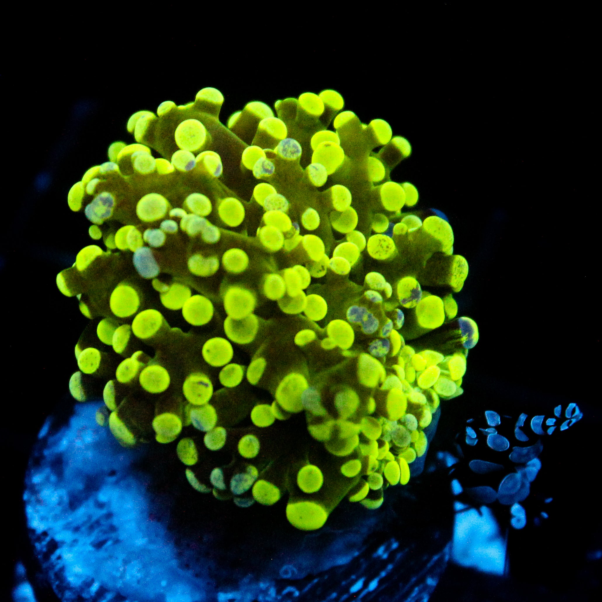 JC Splatter Frogspawn (With Sexy Shrimp)