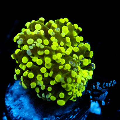 JC Splatter Frogspawn (With Sexy Shrimp)