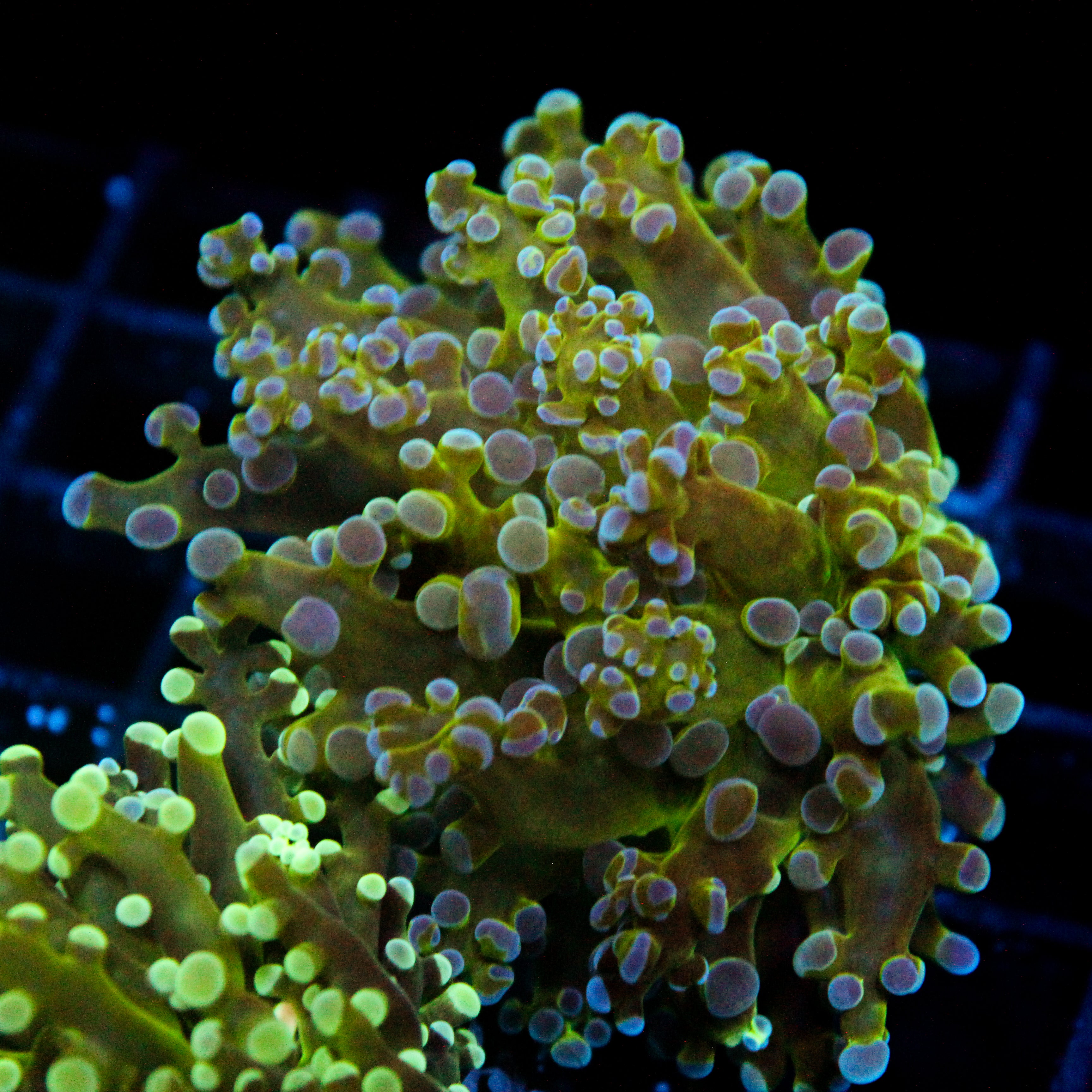 JC Hulk Buster Frogspawn