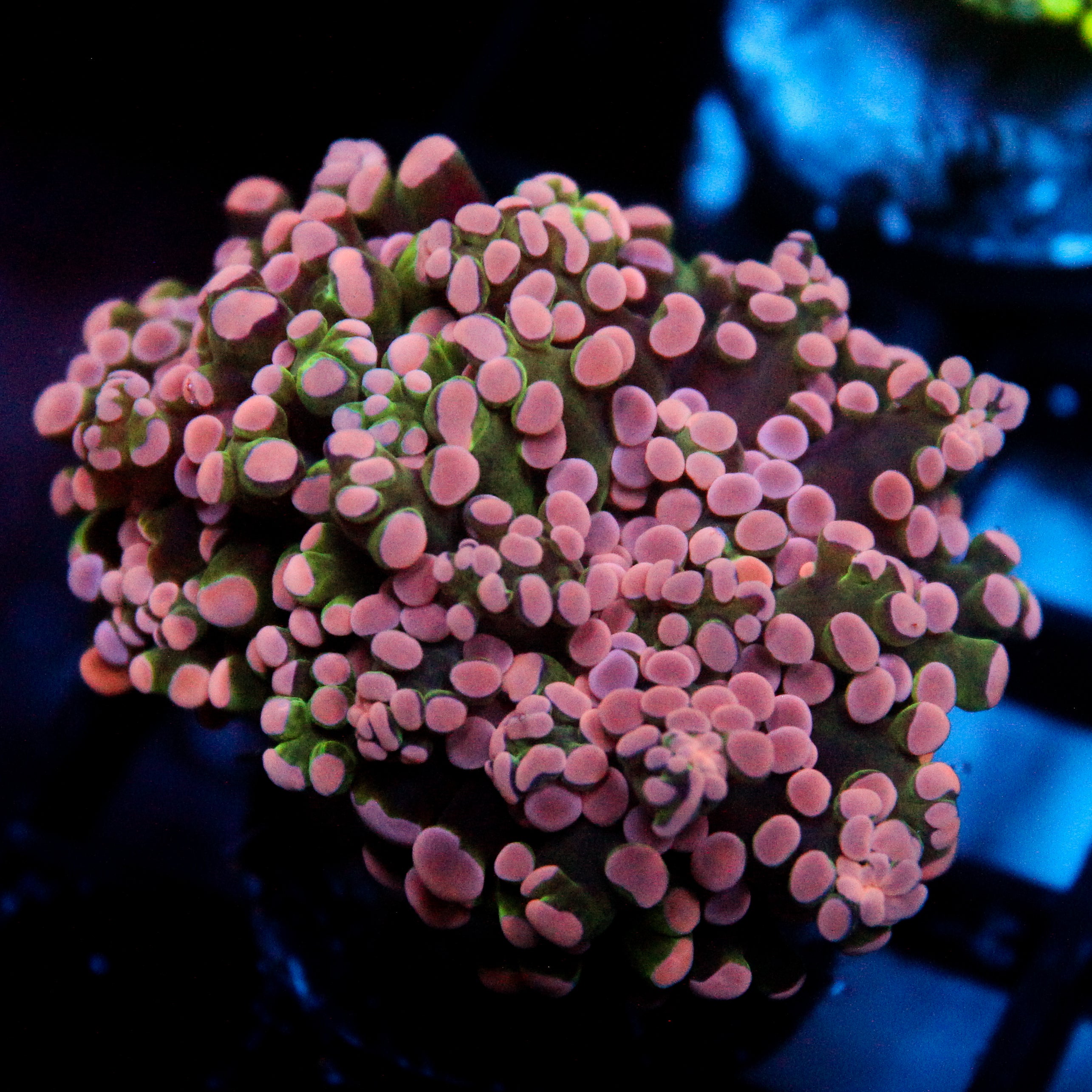 JC Pink Tip Frogspawn