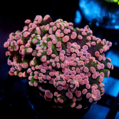 JC Pink Tip Frogspawn