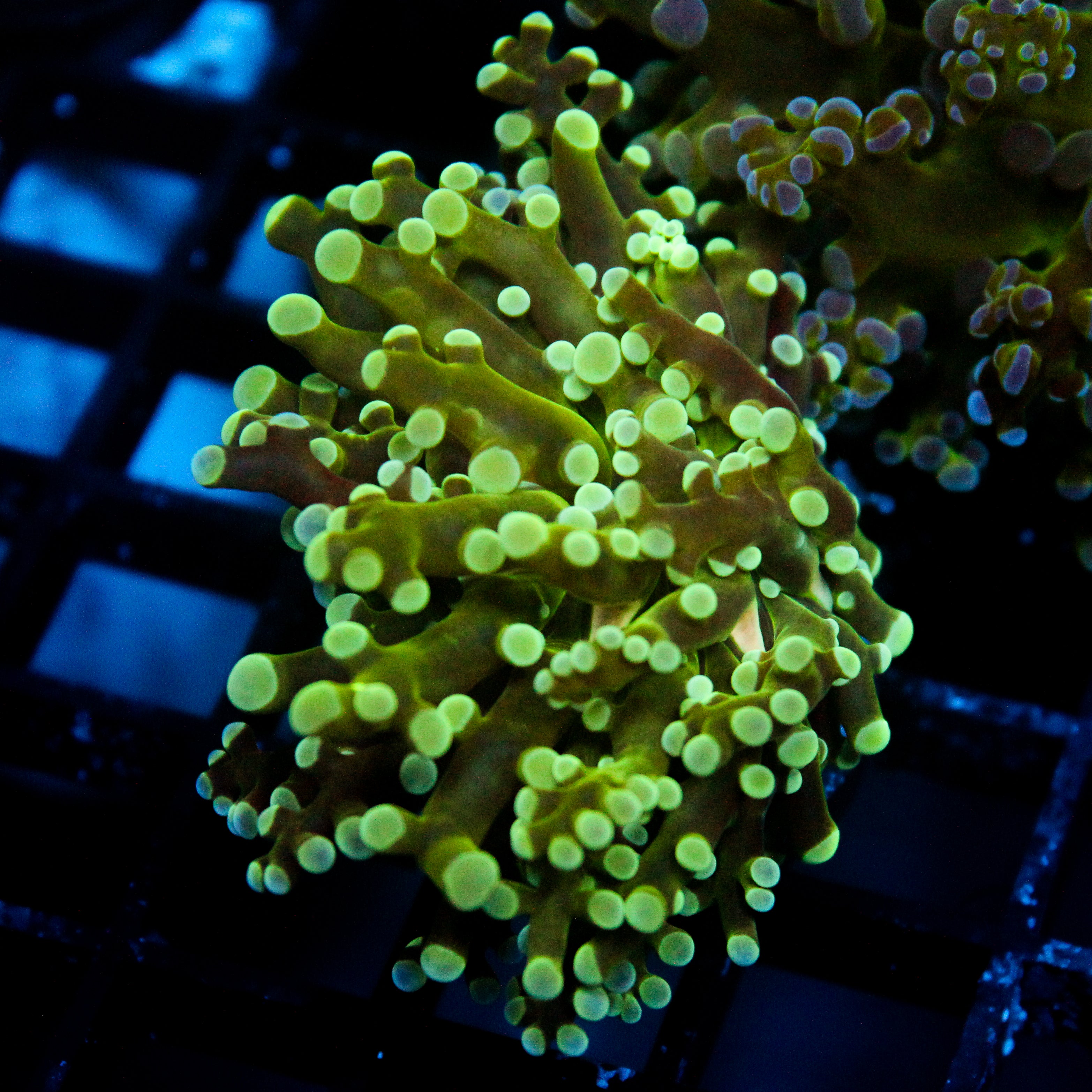 JC Green Beast Frogspawn