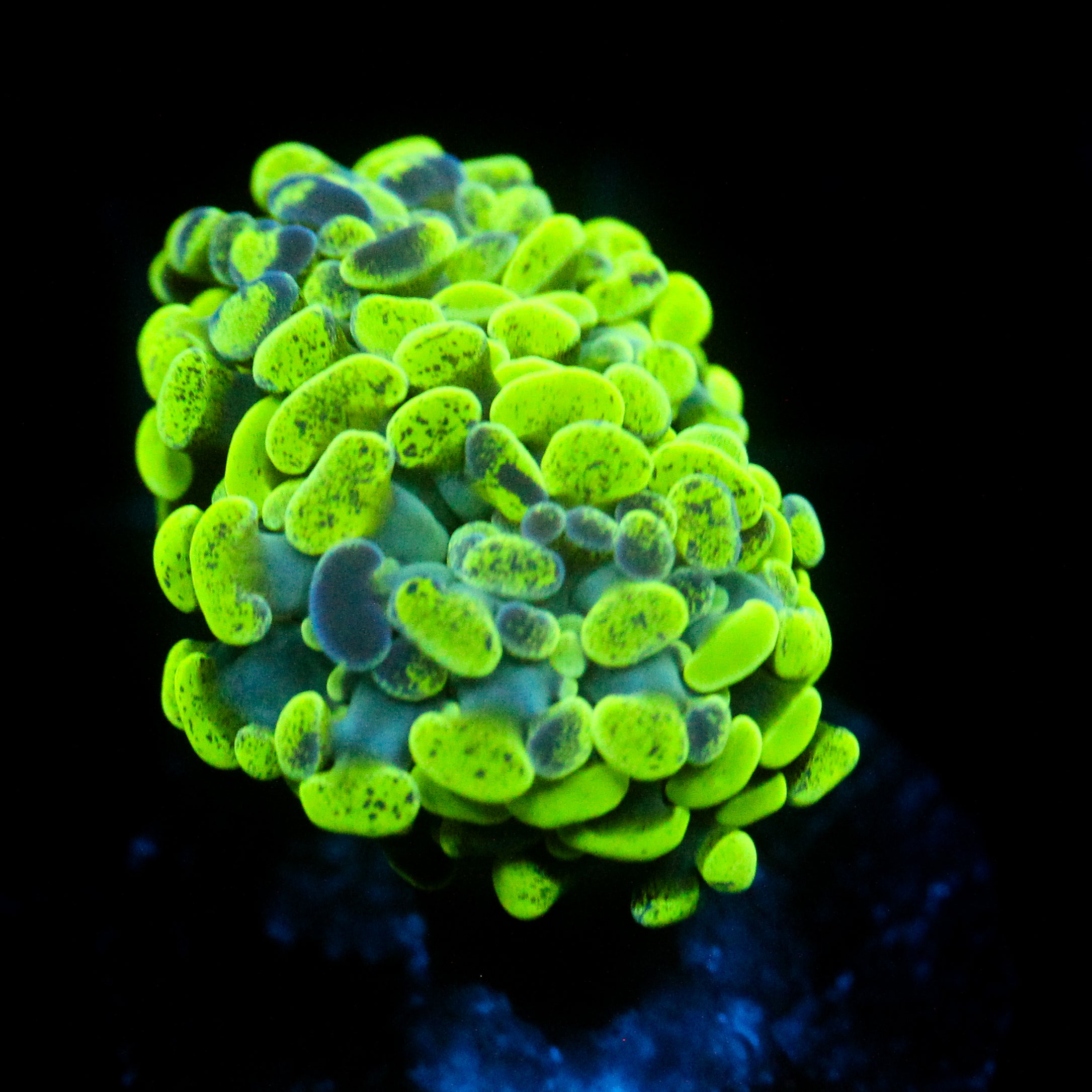 JC Neon Green Hammer