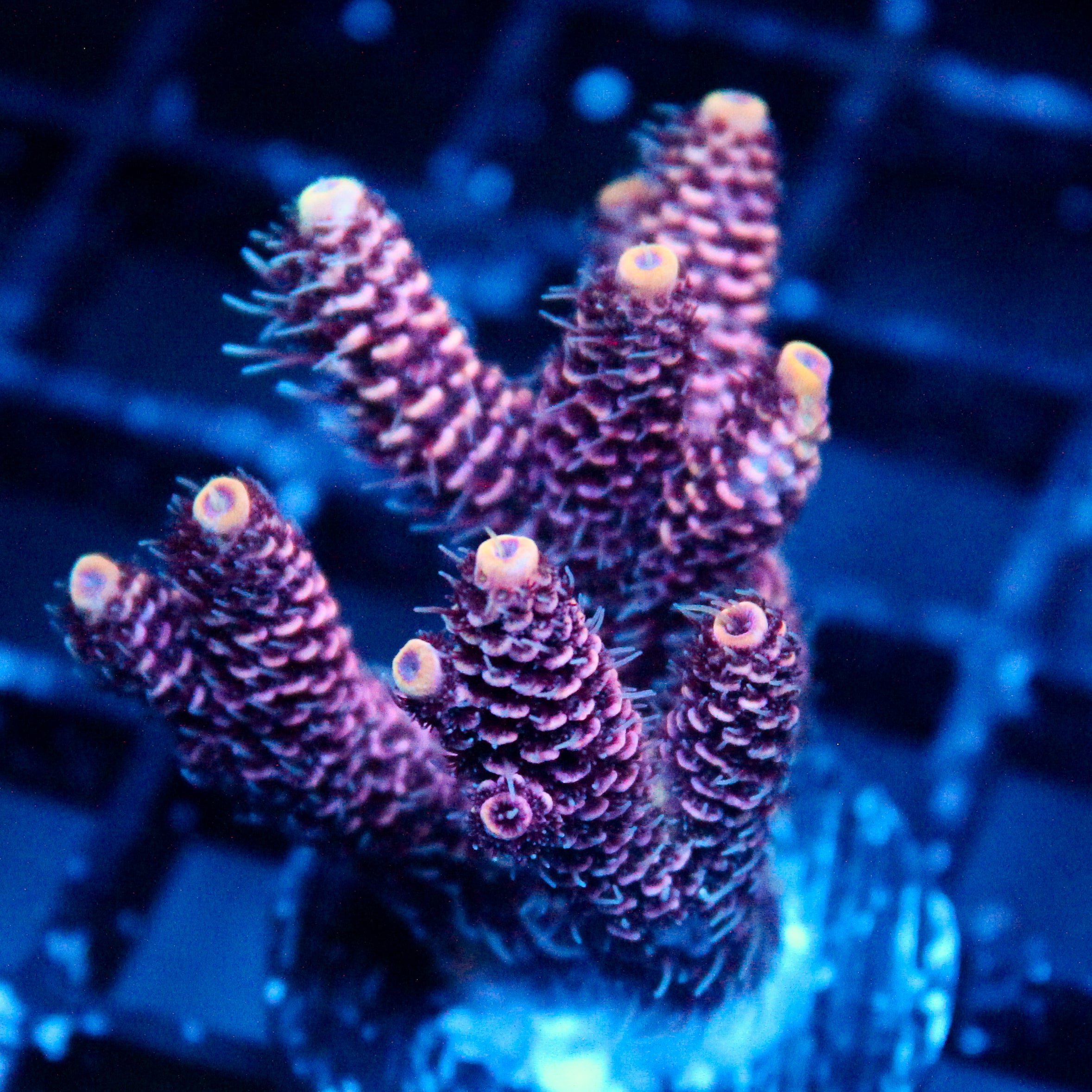 JC Pink Demon Acro