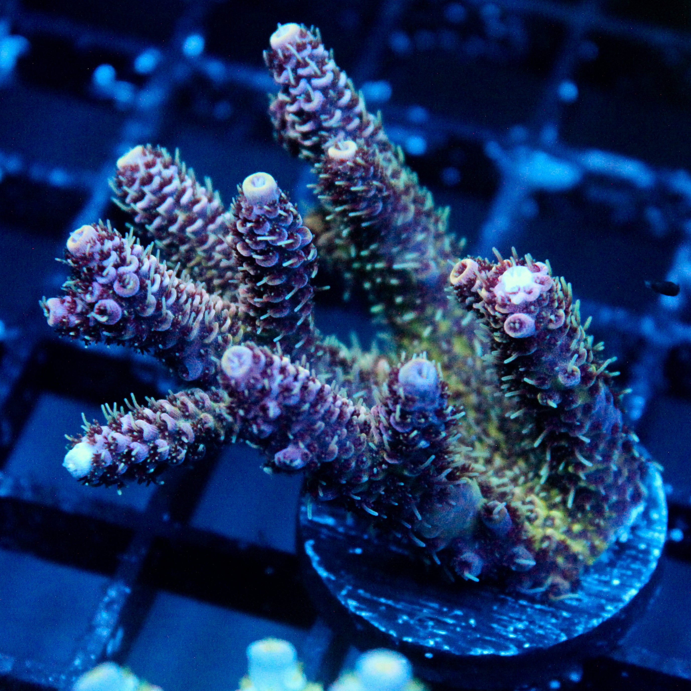 JC Enchantress Acro