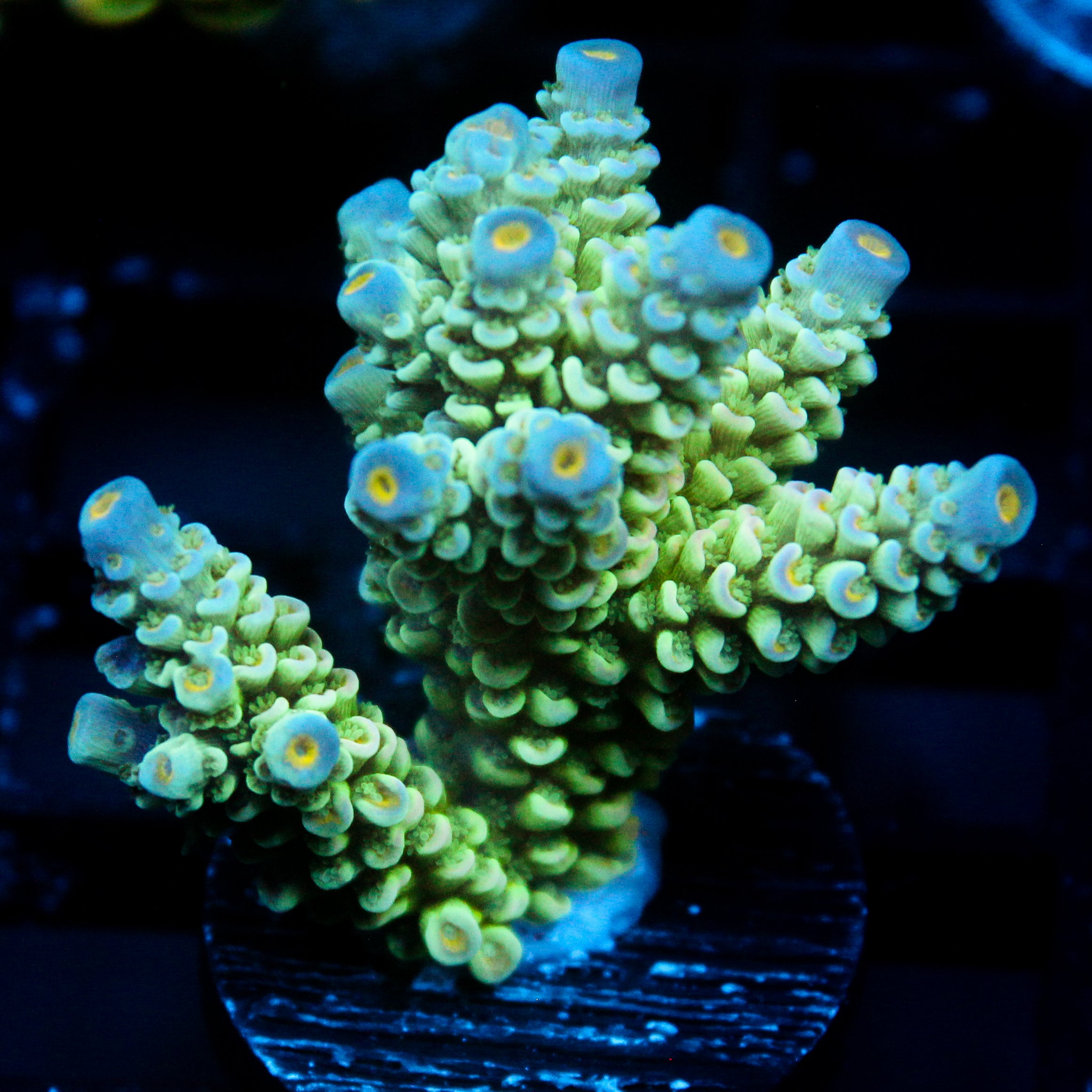 JC Green Demon Acro