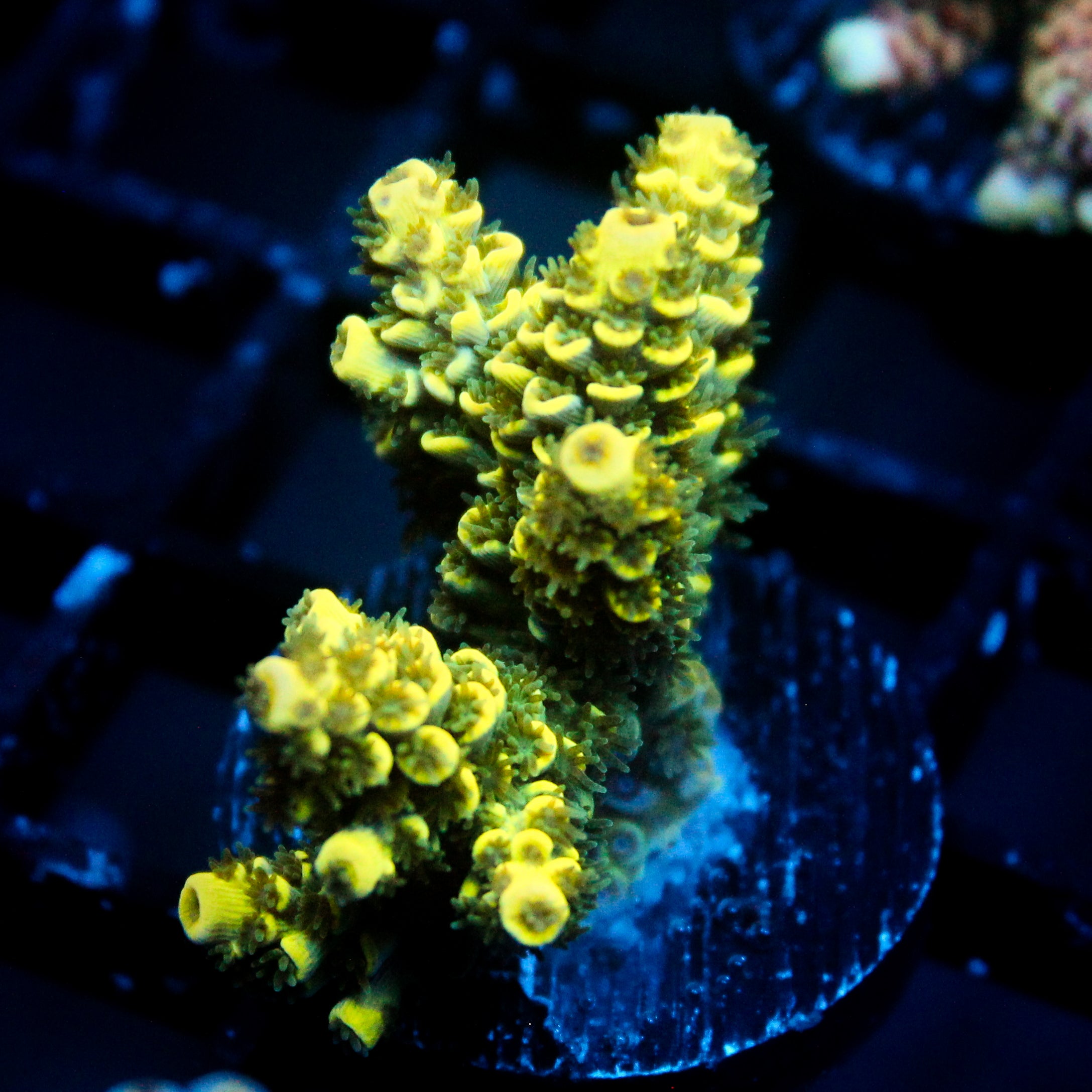 JC Auramite Acro